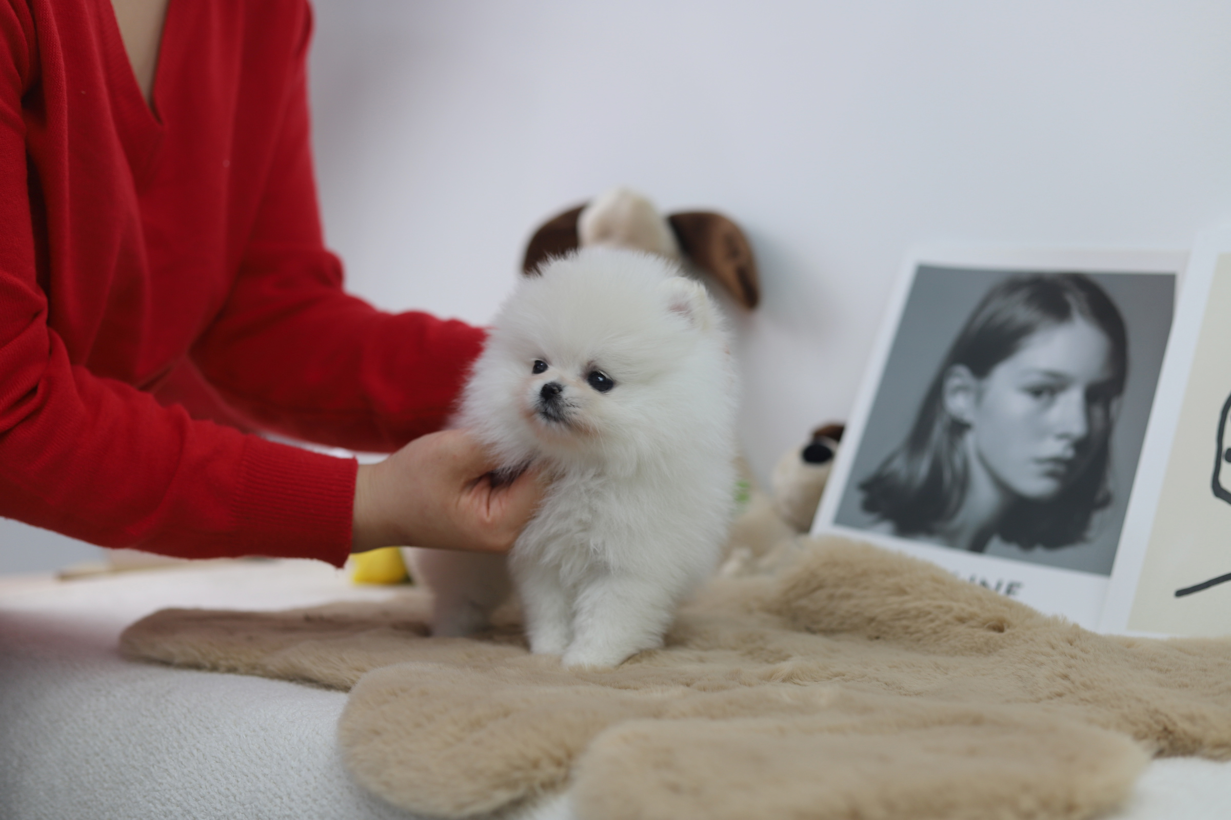 포메라니안(10만원부터)