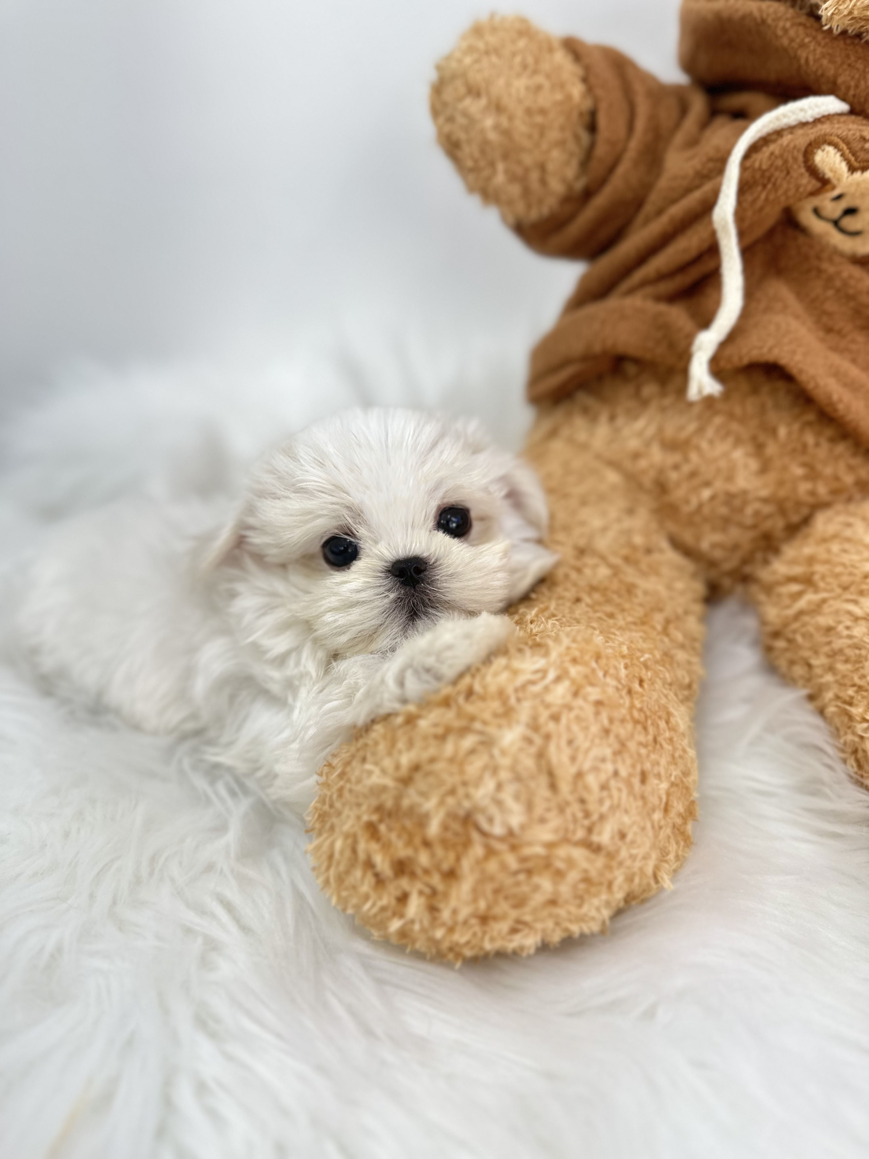 말티즈 분양합니다