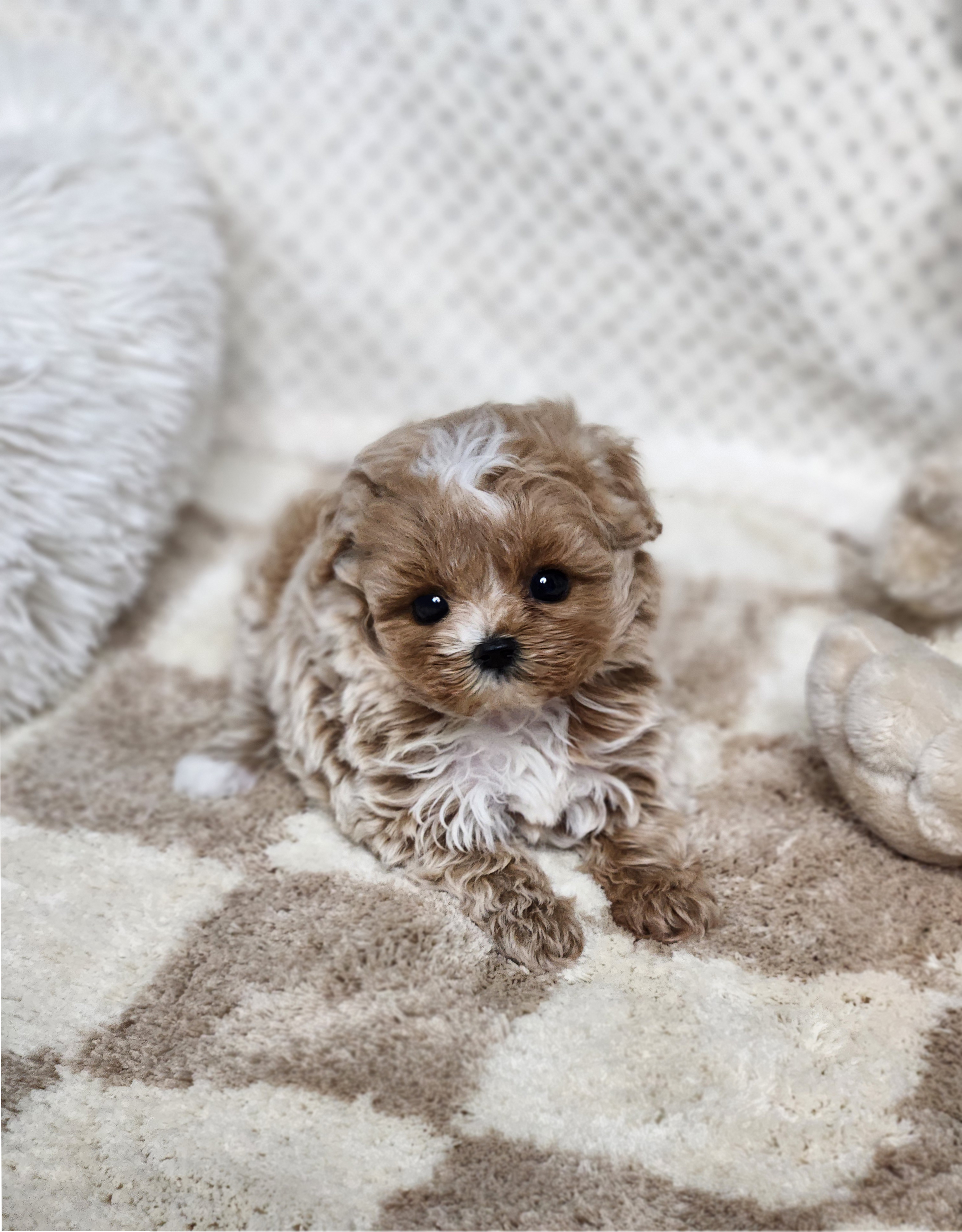 말티푸 분양합니다