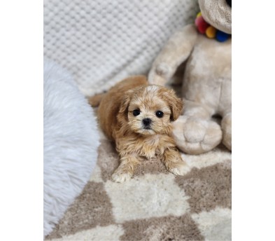 말티푸 분양합니다