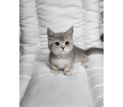 먼치킨 분양합니다