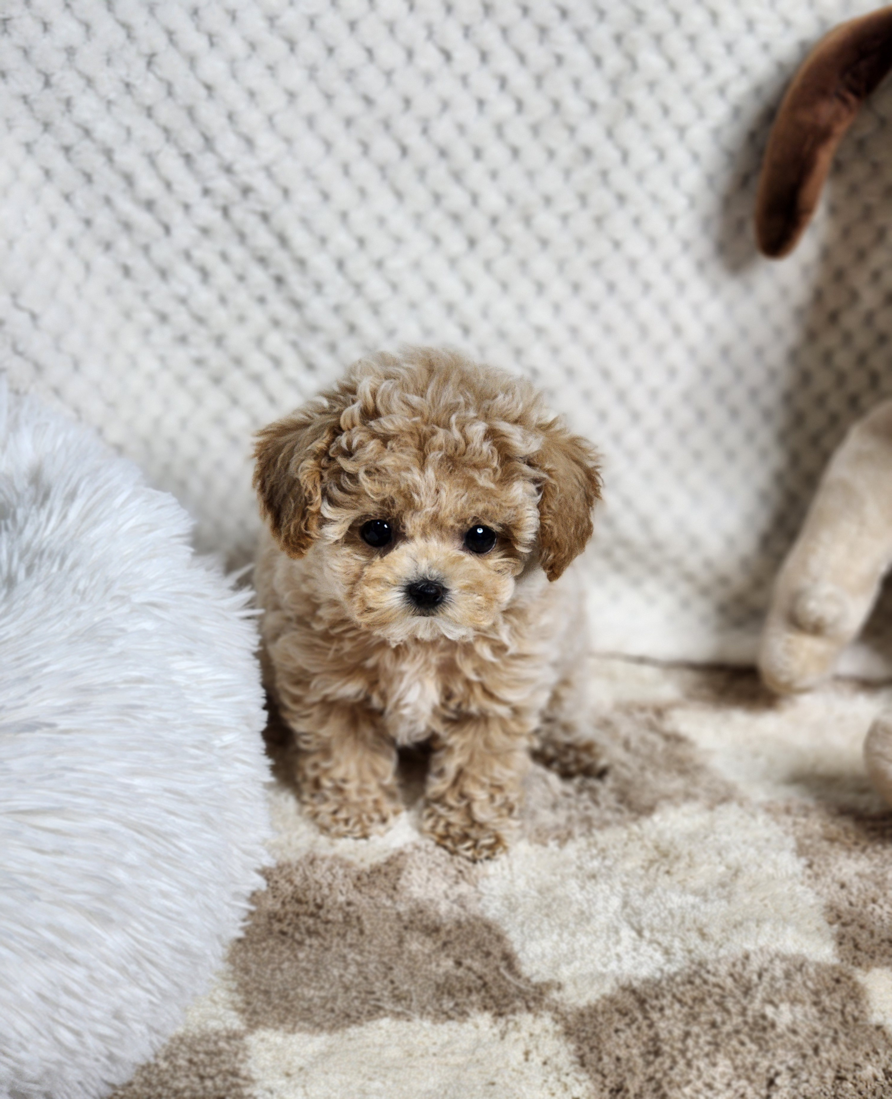 토이푸들 분양합니다