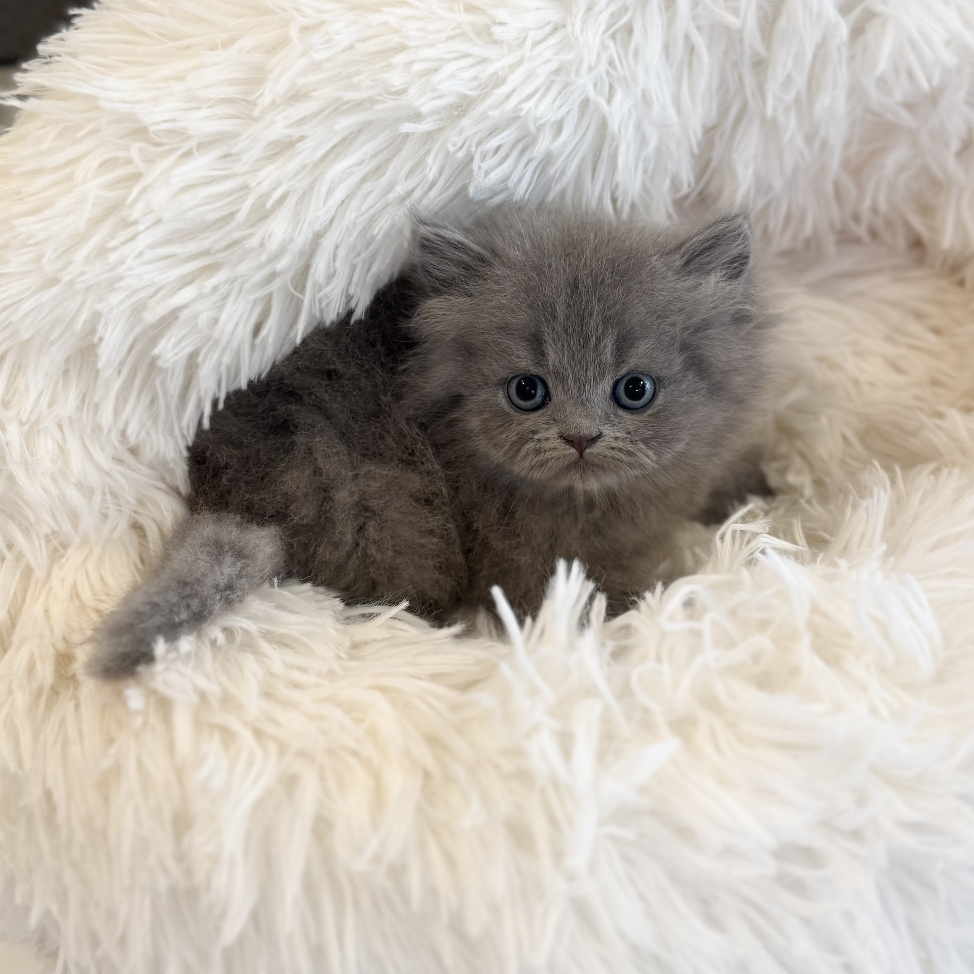 페르시안 분양합니다