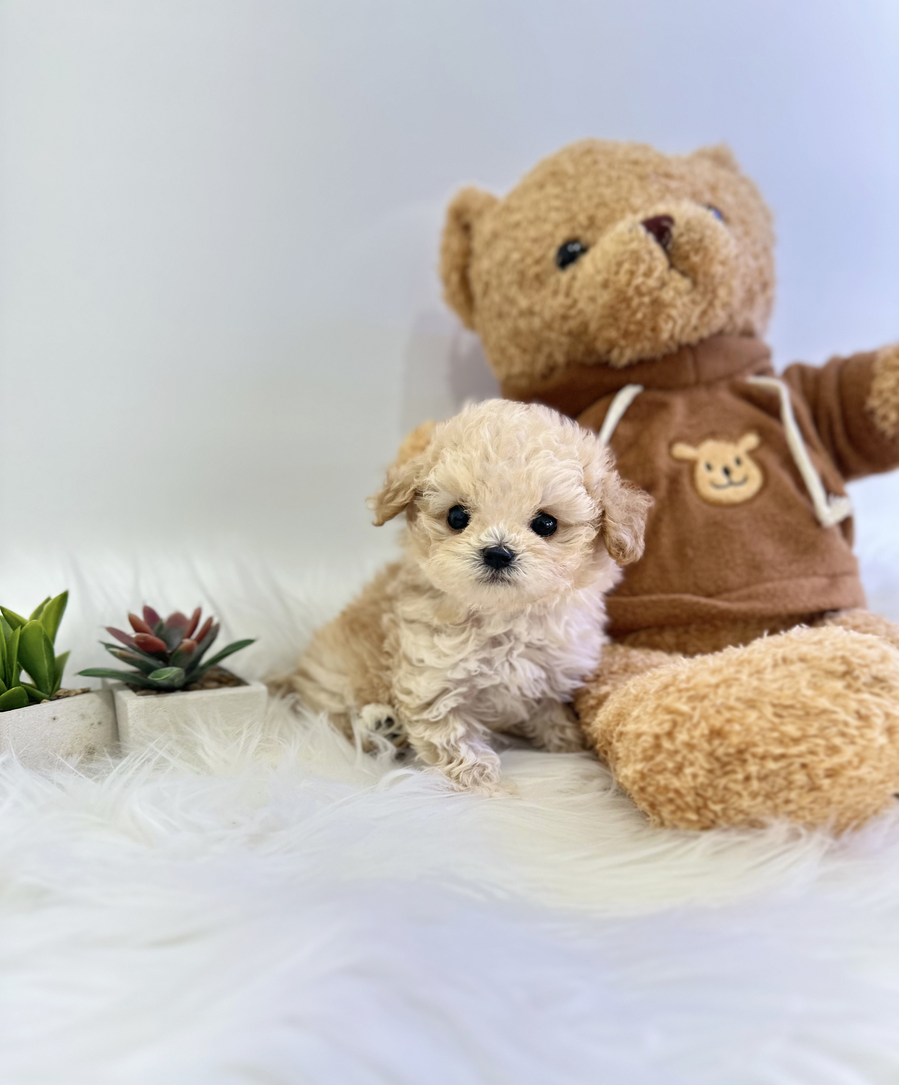 말티푸 분양합니다