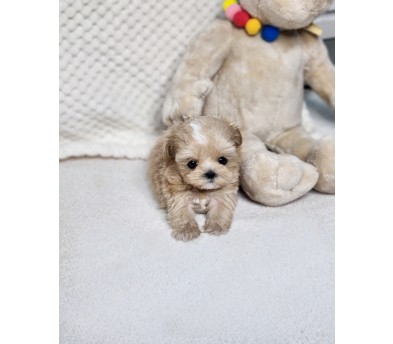 말티푸 분양합니다