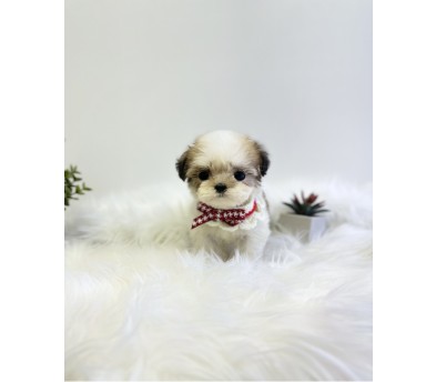 말티푸 분양합니다