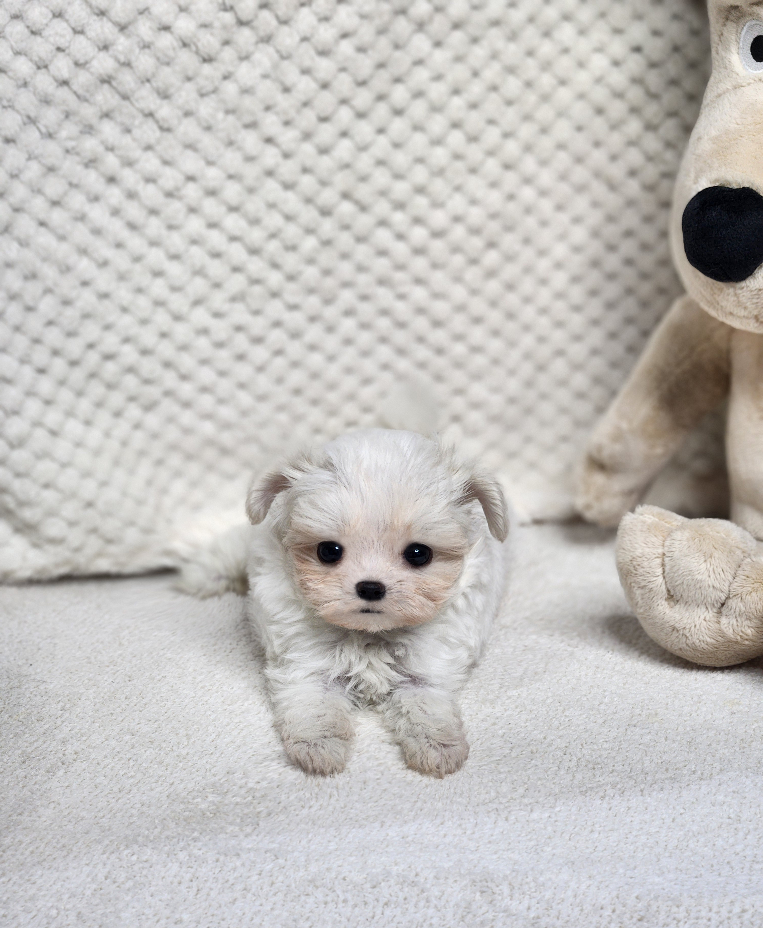말티푸분양(10만원부터)