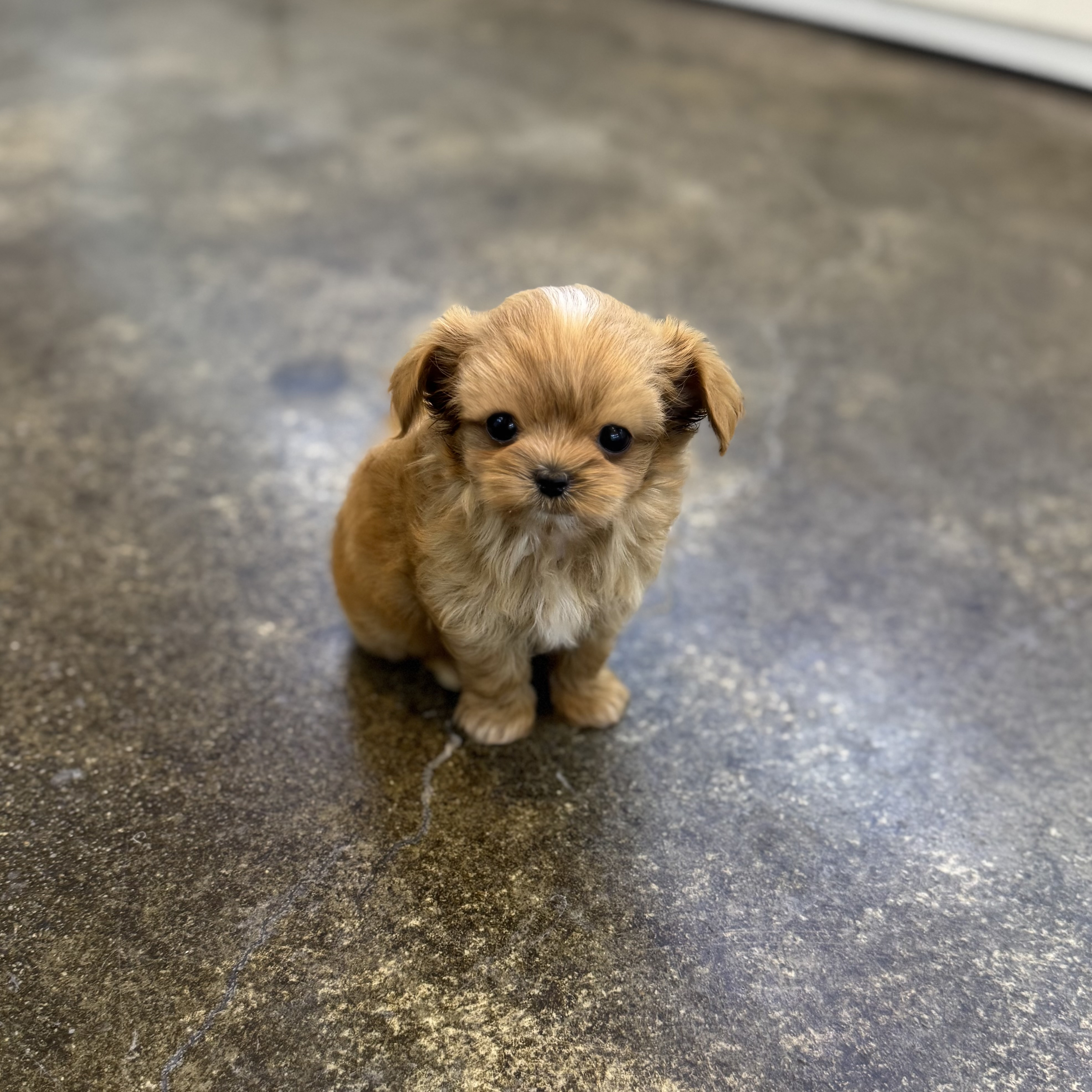 말티푸분양(10만원부터)