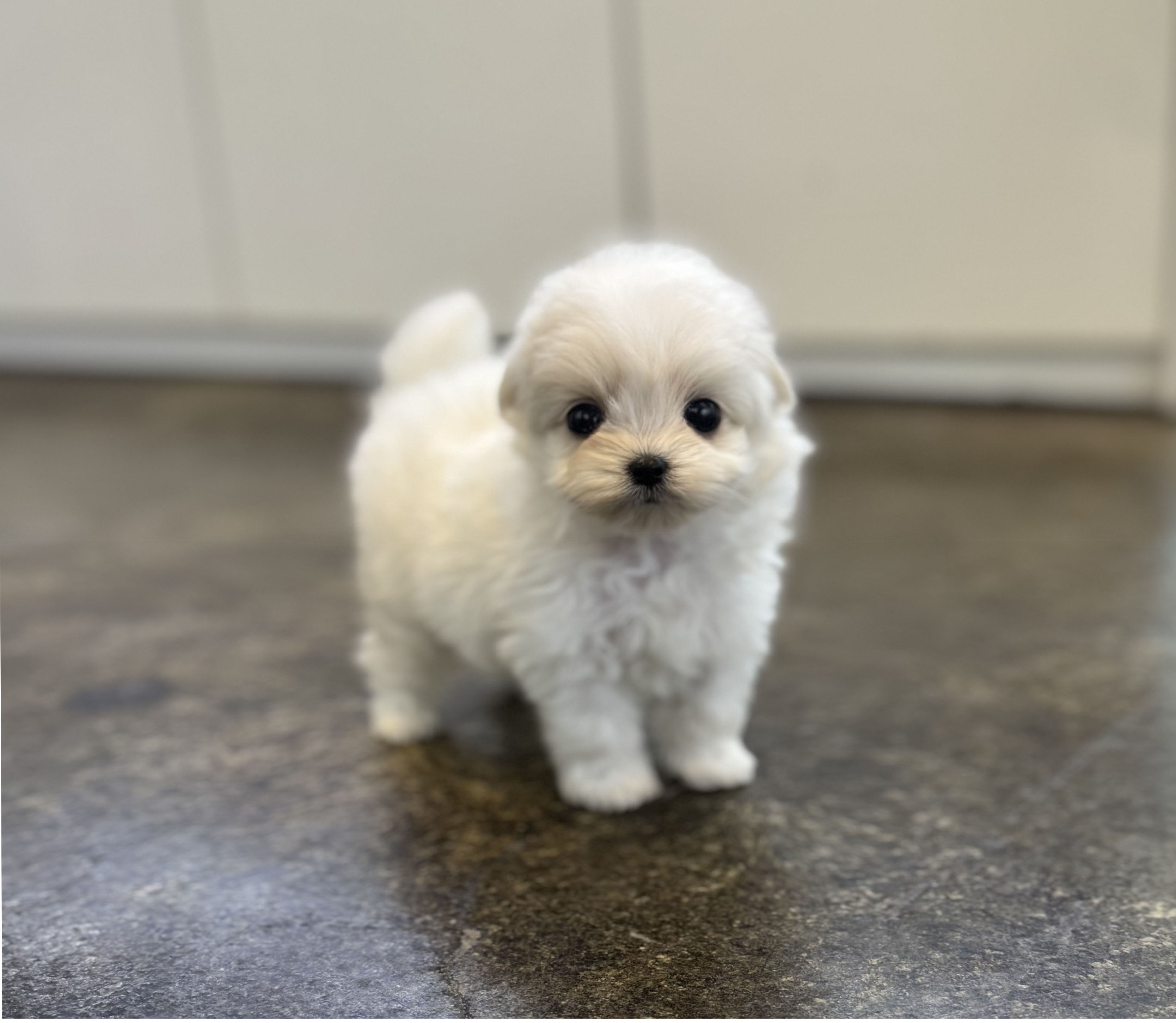 말티푸분양(10만원부터)