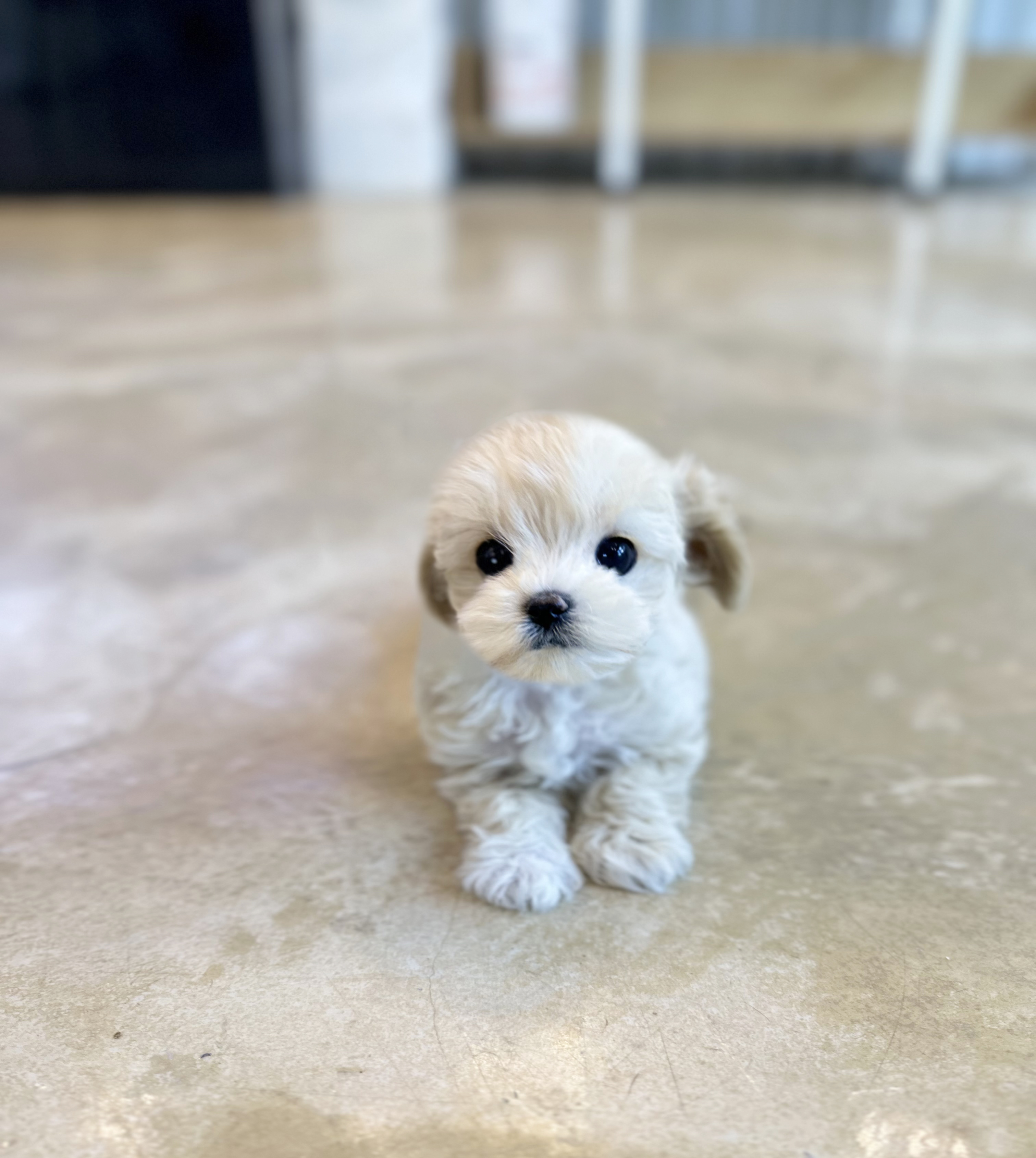 말티푸분양(10만원부터)