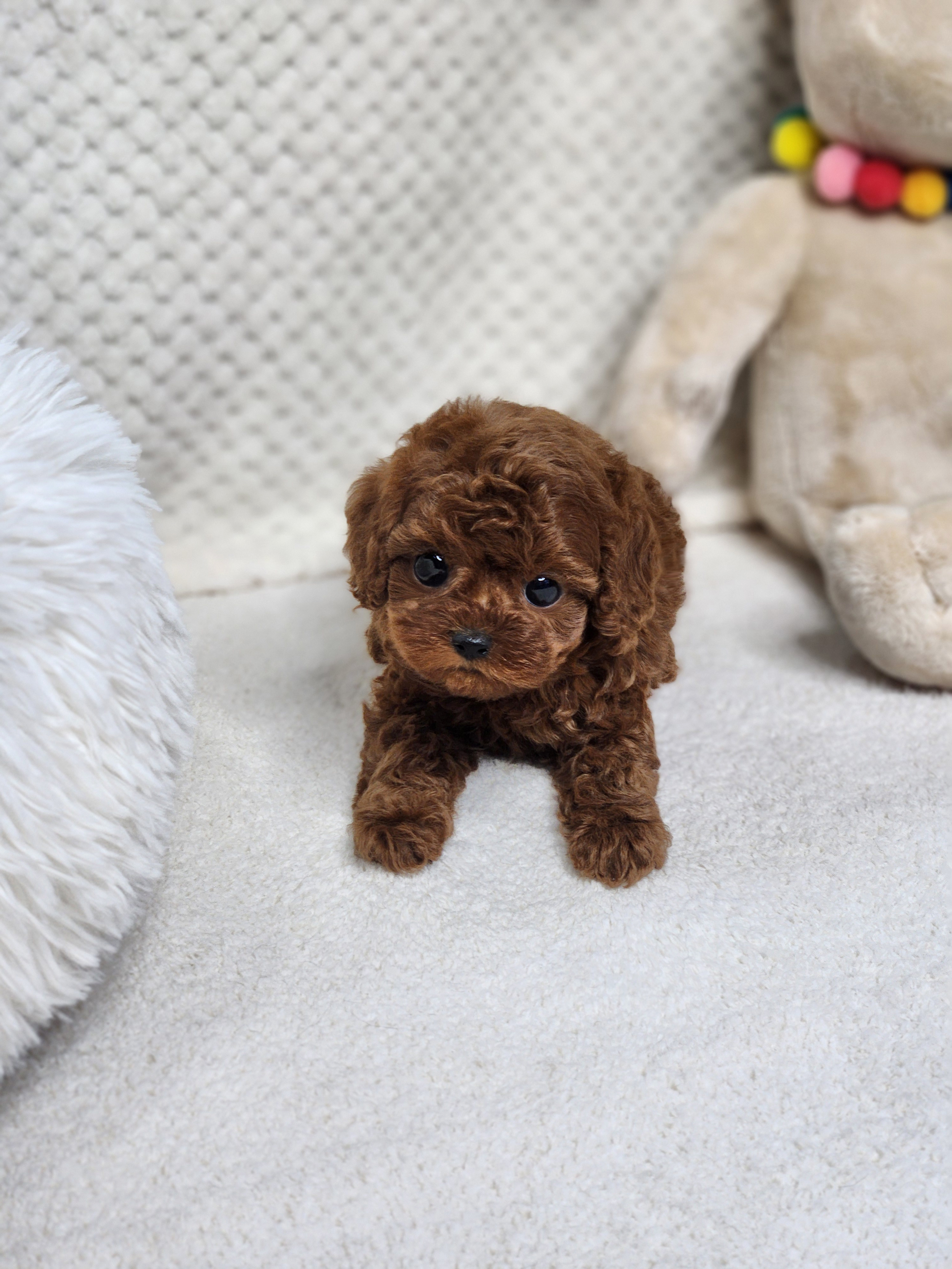 토이푸들 분양합니다