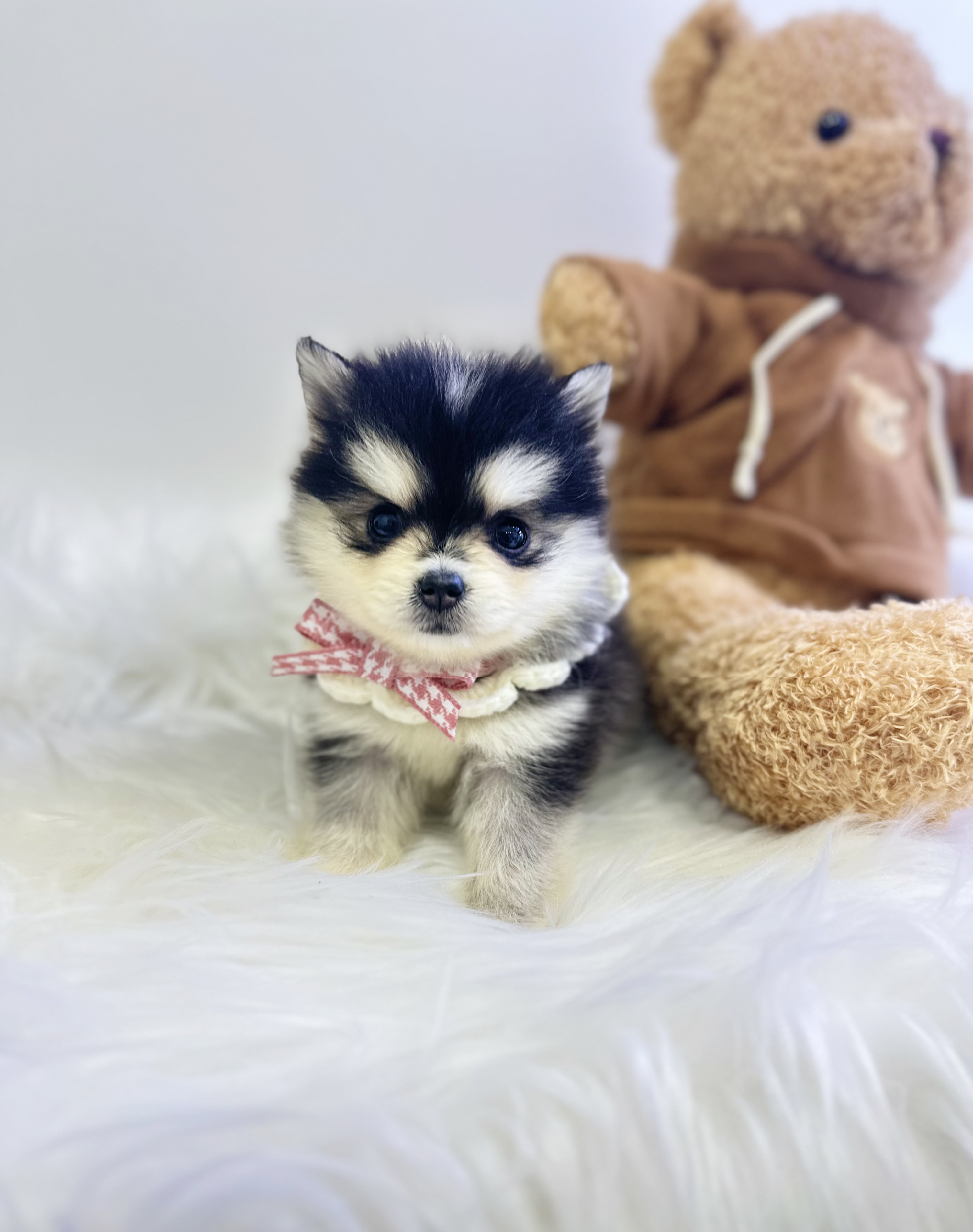 폼스키분양합니다