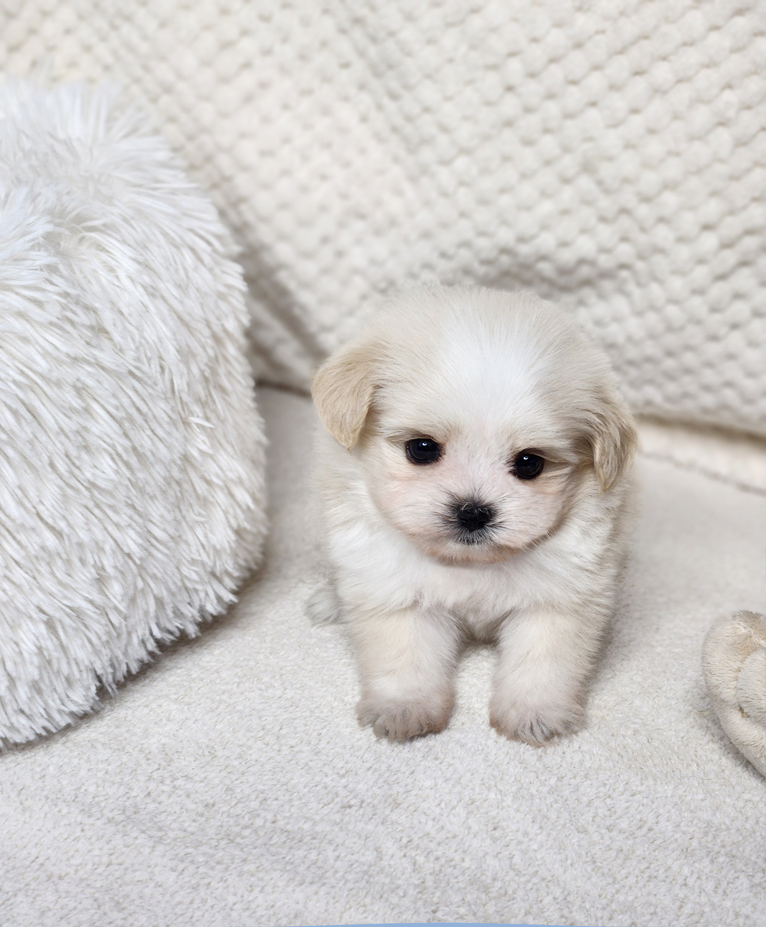 말티푸분양(10만원부터)