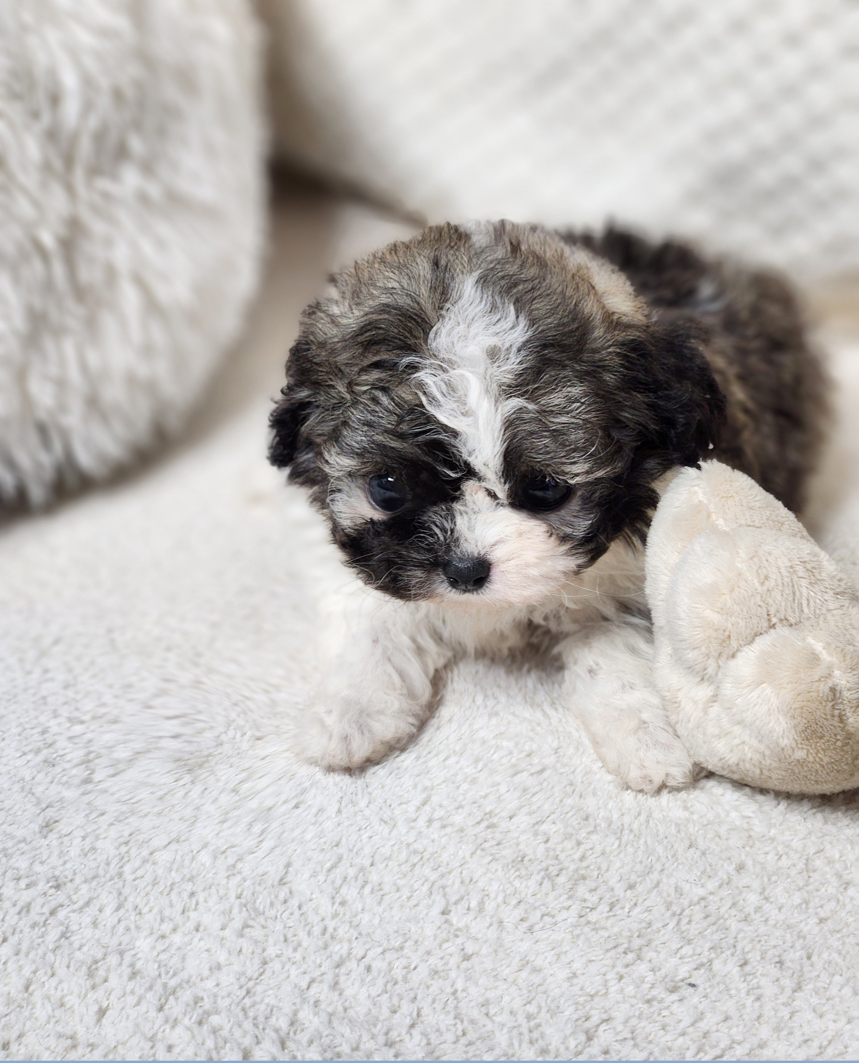토이푸들 분양합니다