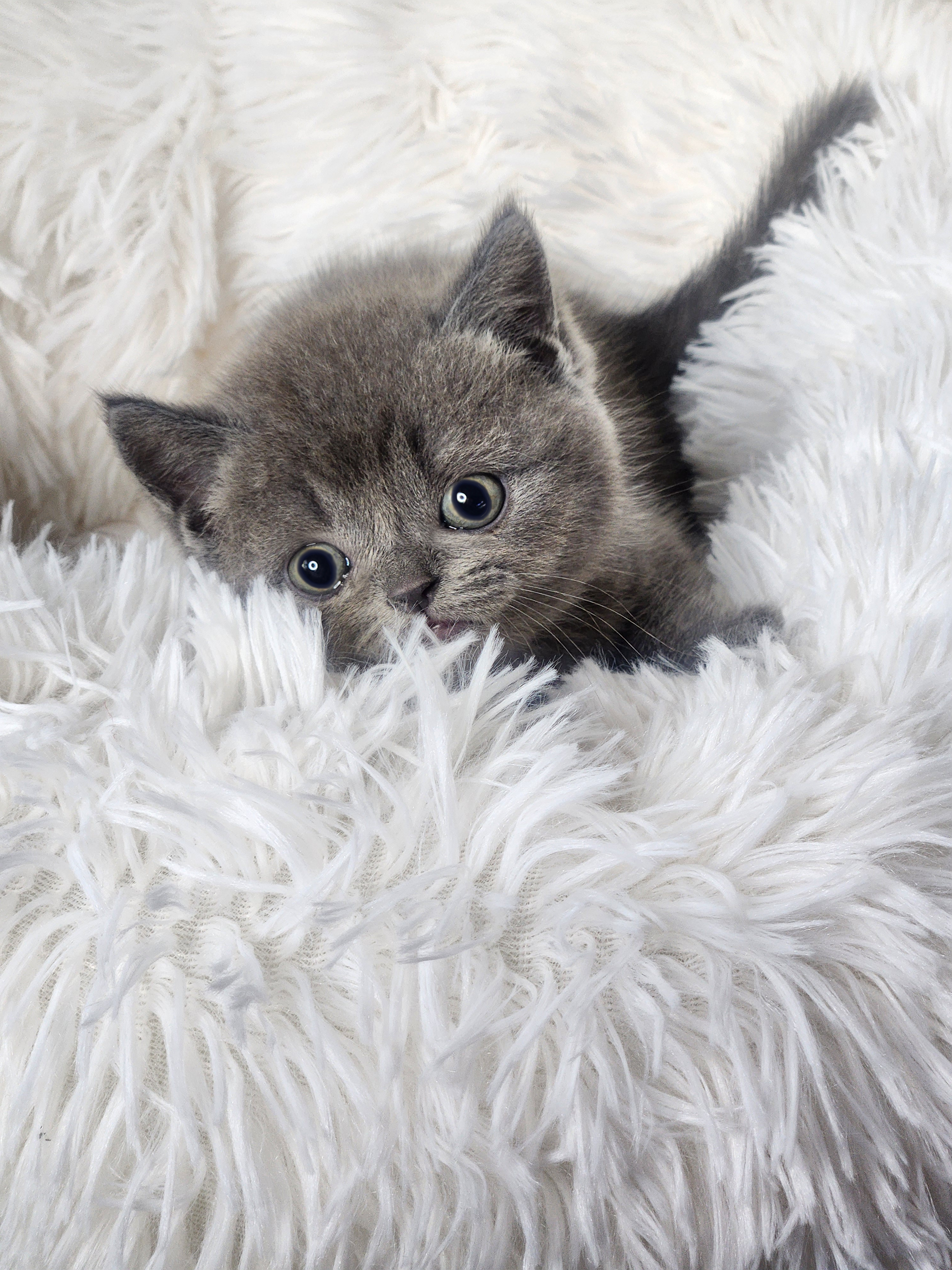 브리티쉬숏헤어분양