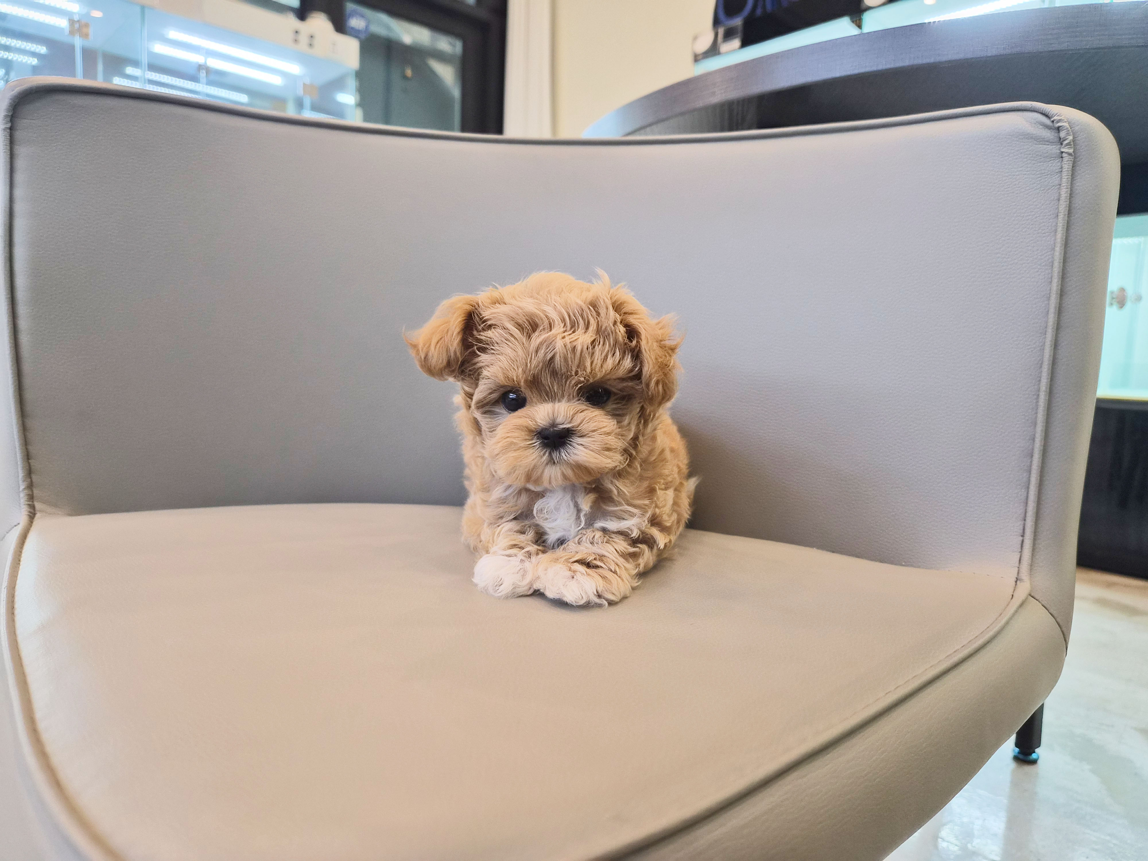 말티푸분양(10만원부터)