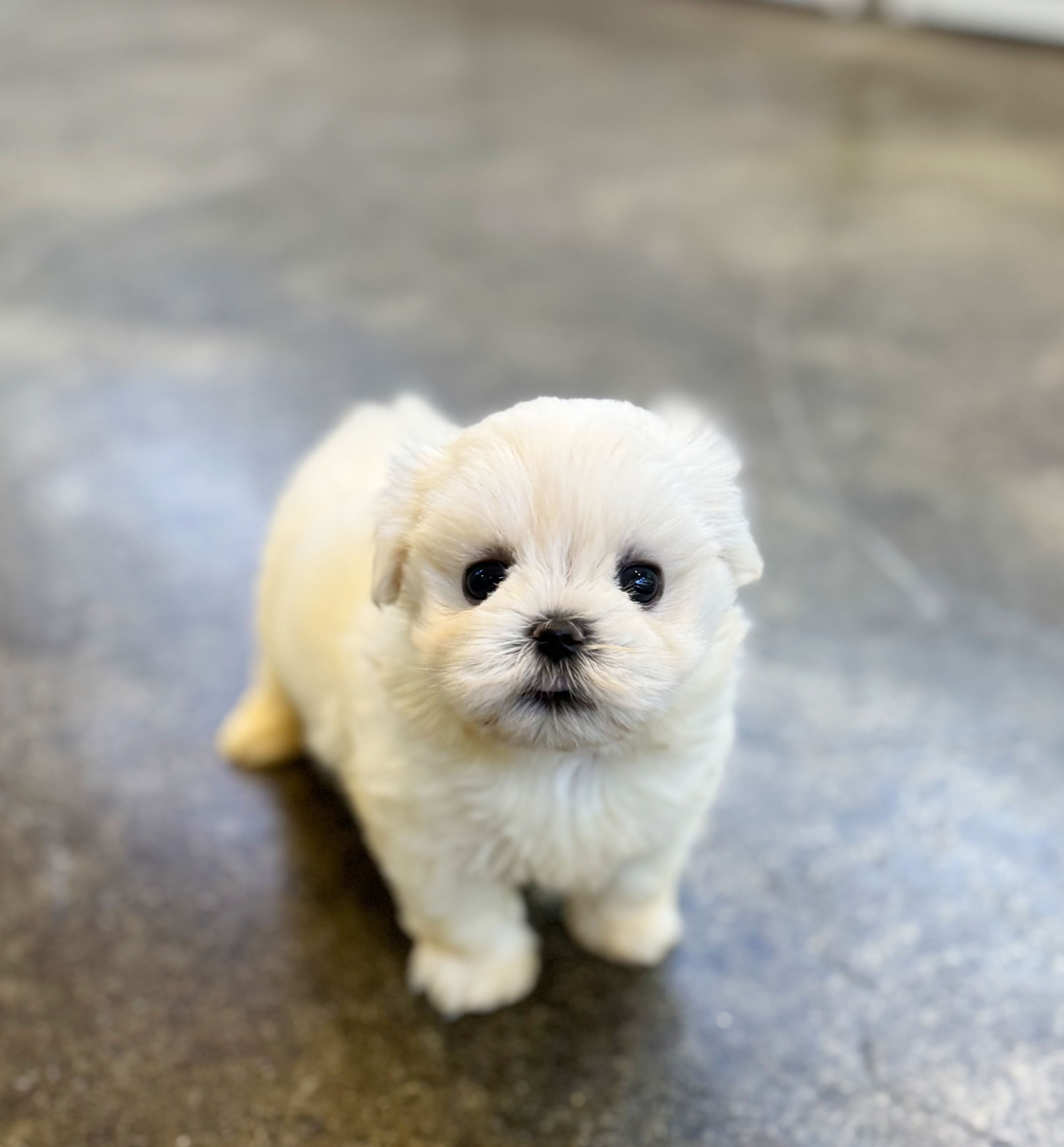 말티푸분양(10만원부터)