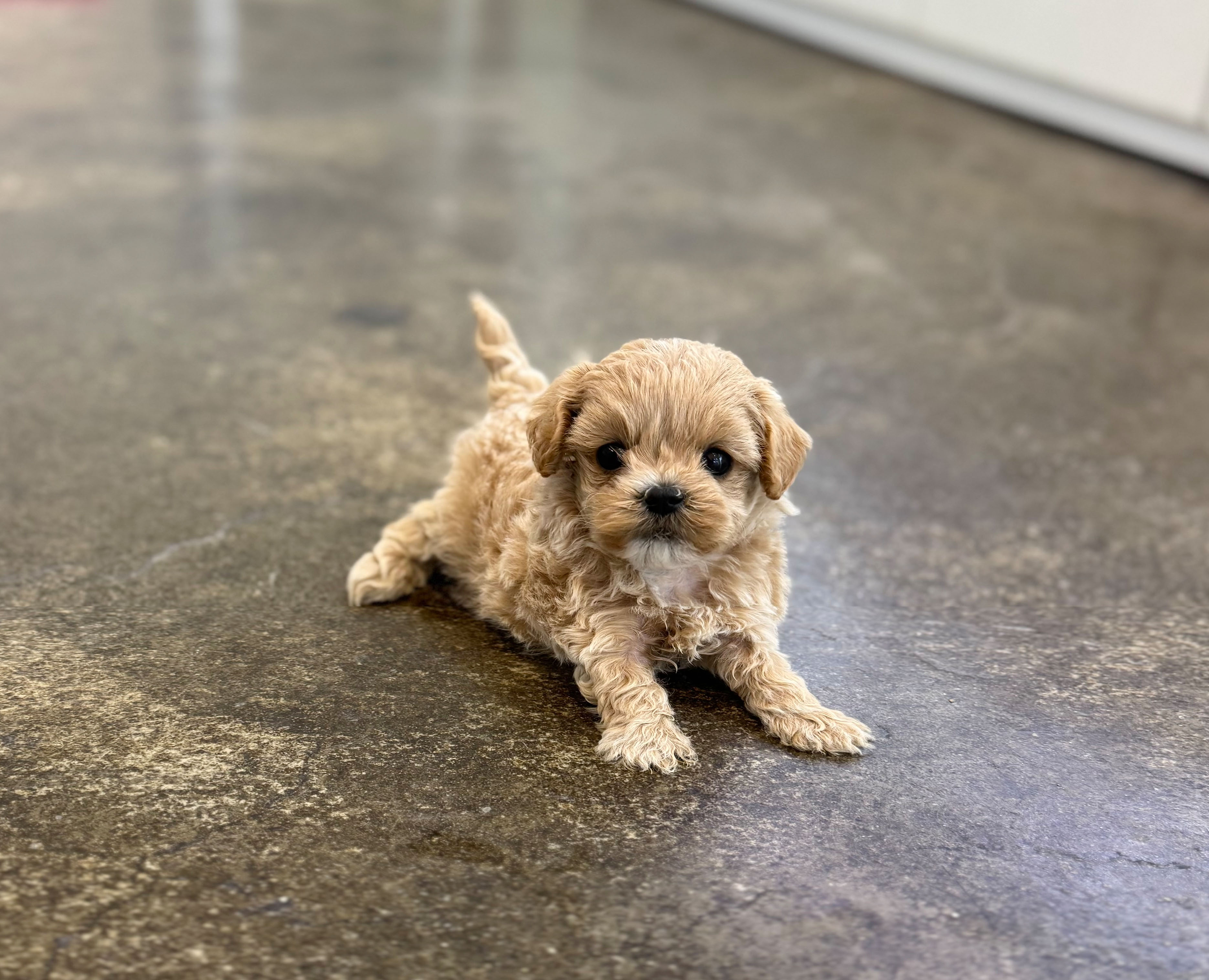 말티푸분양(10만원부터)