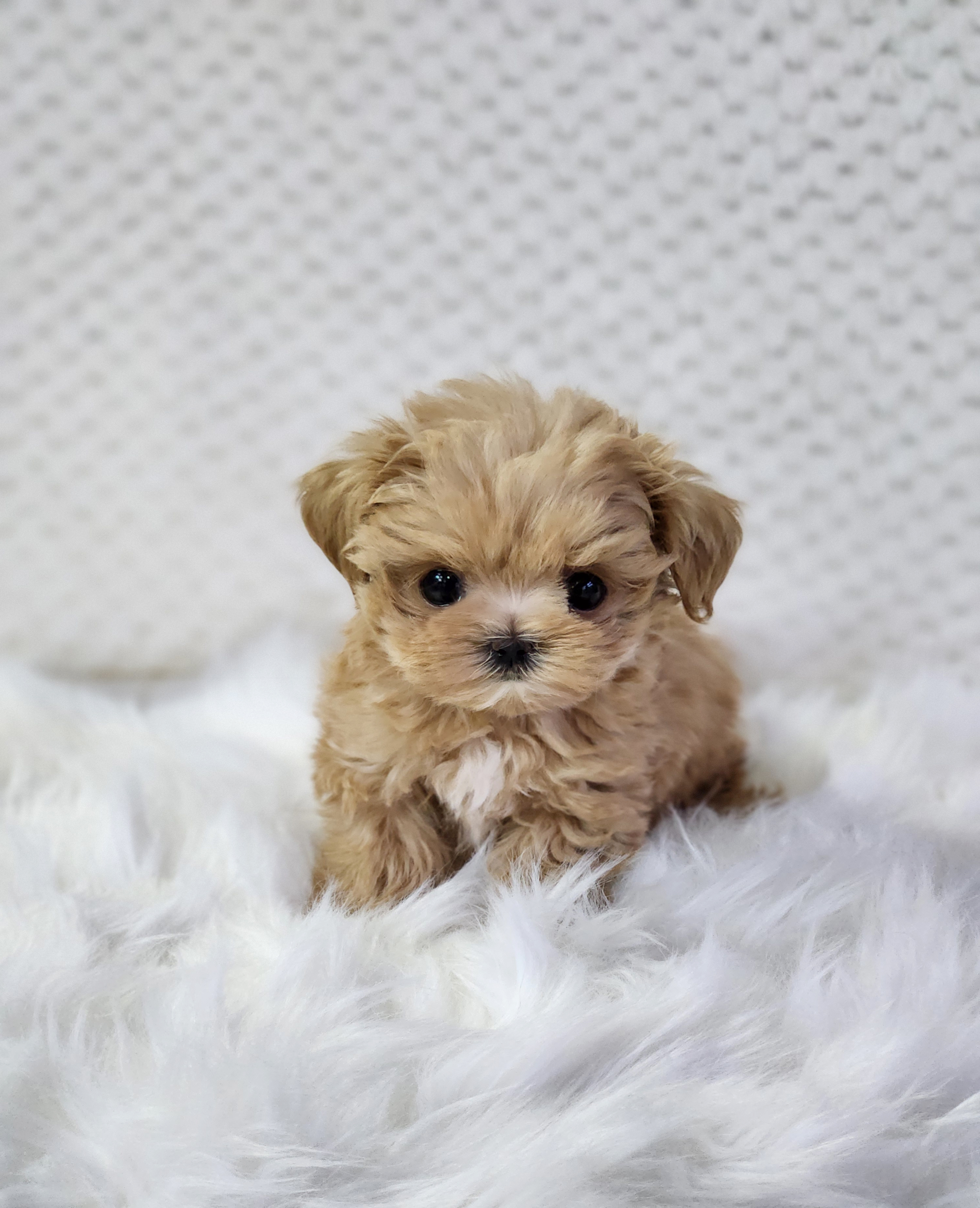 말티푸분양(10만원부터)