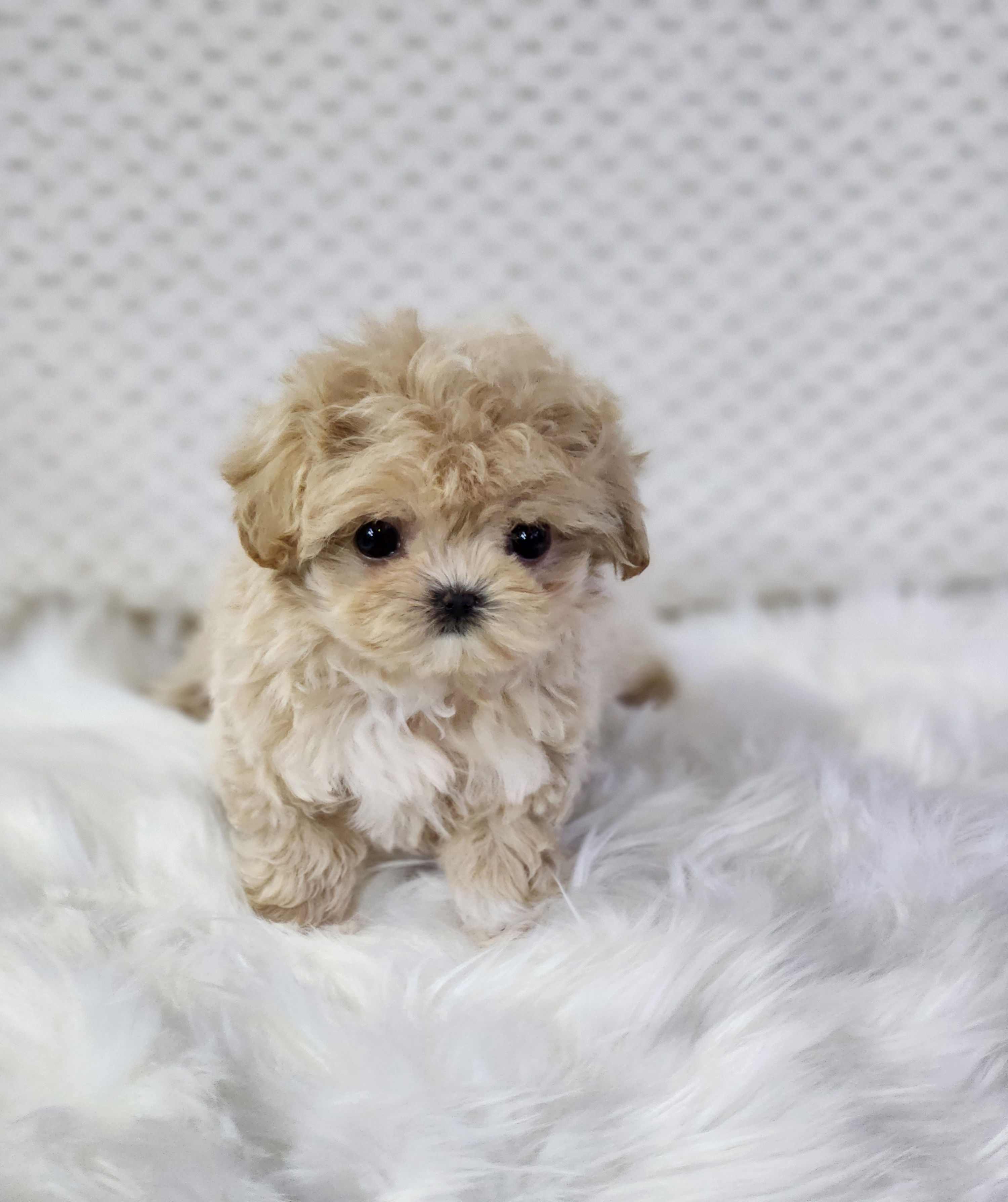 말티푸분양(10만원부터)