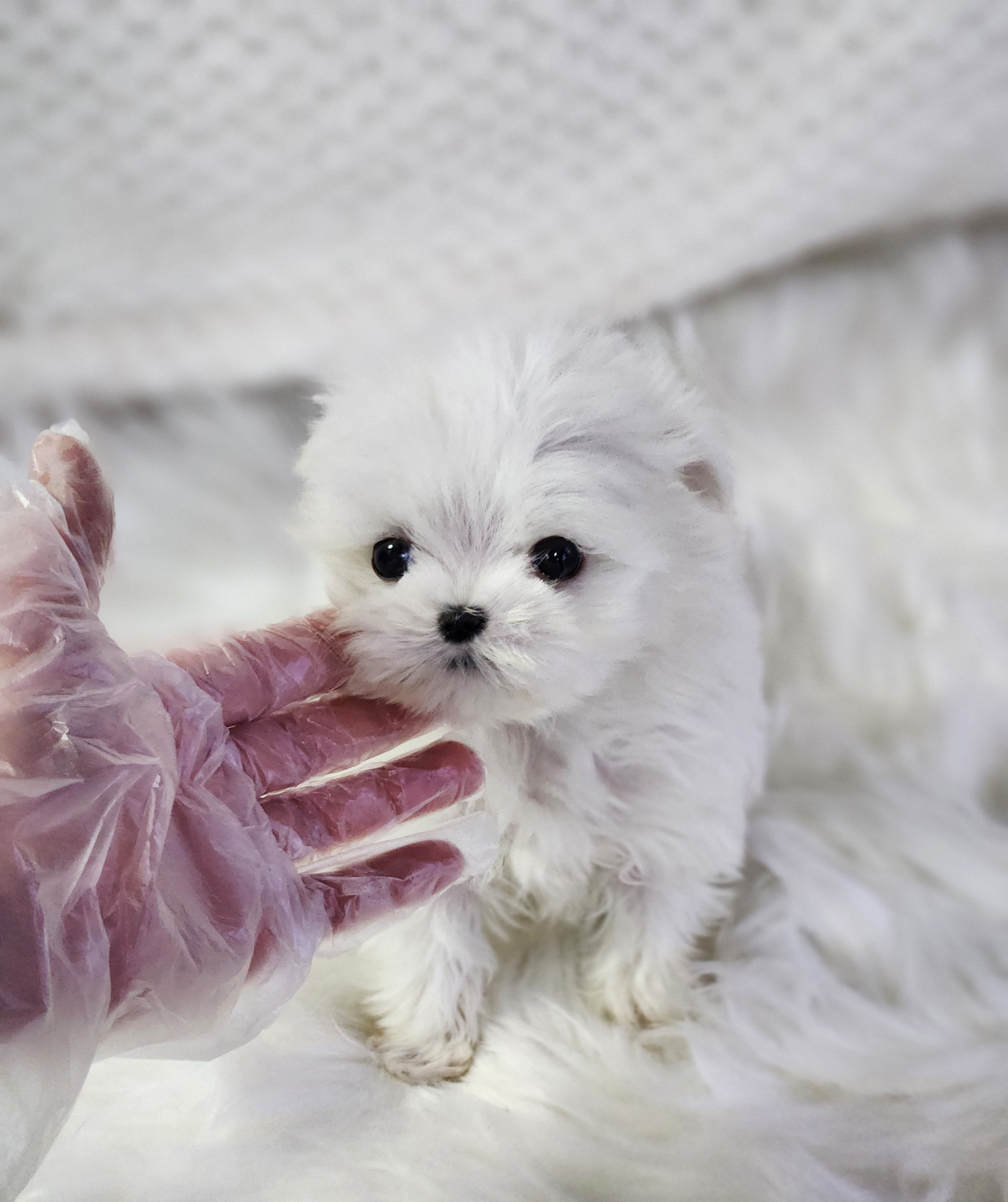 말티즈 분양합니다