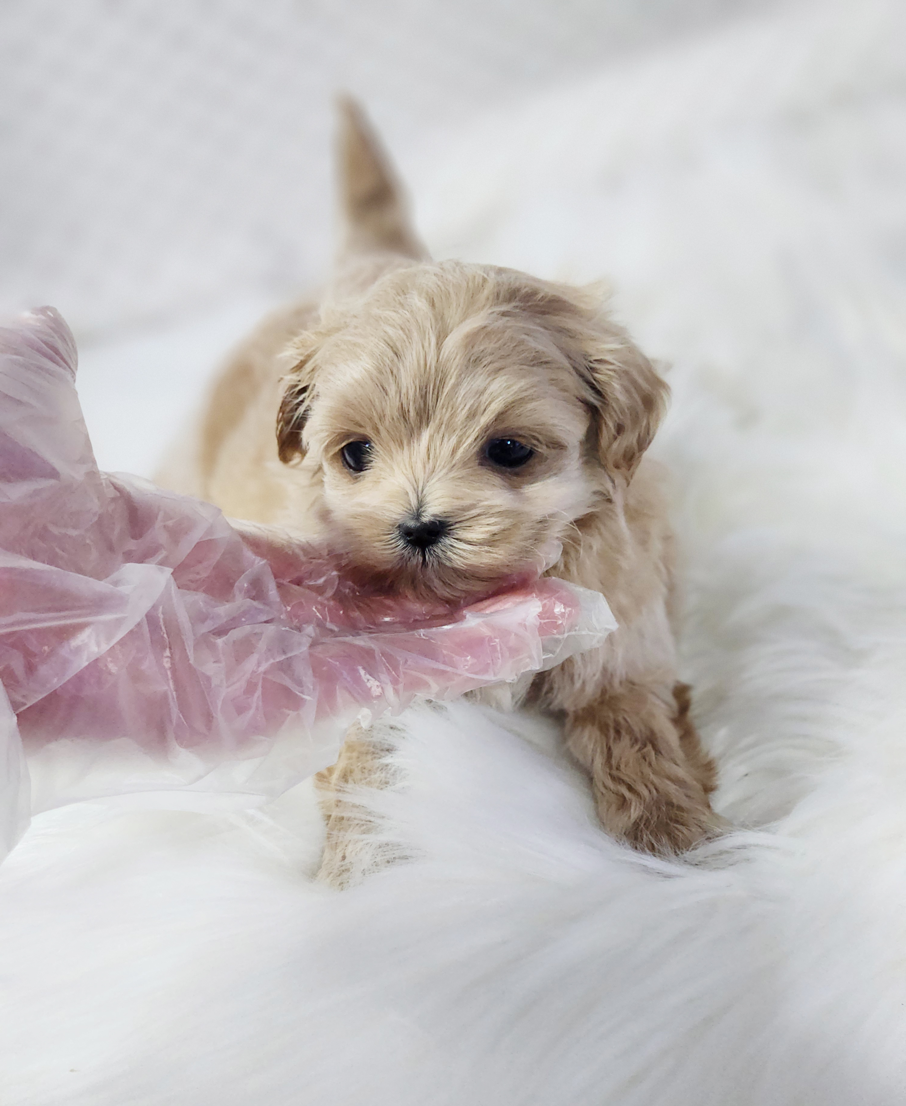 말티푸분양(10만원부터)