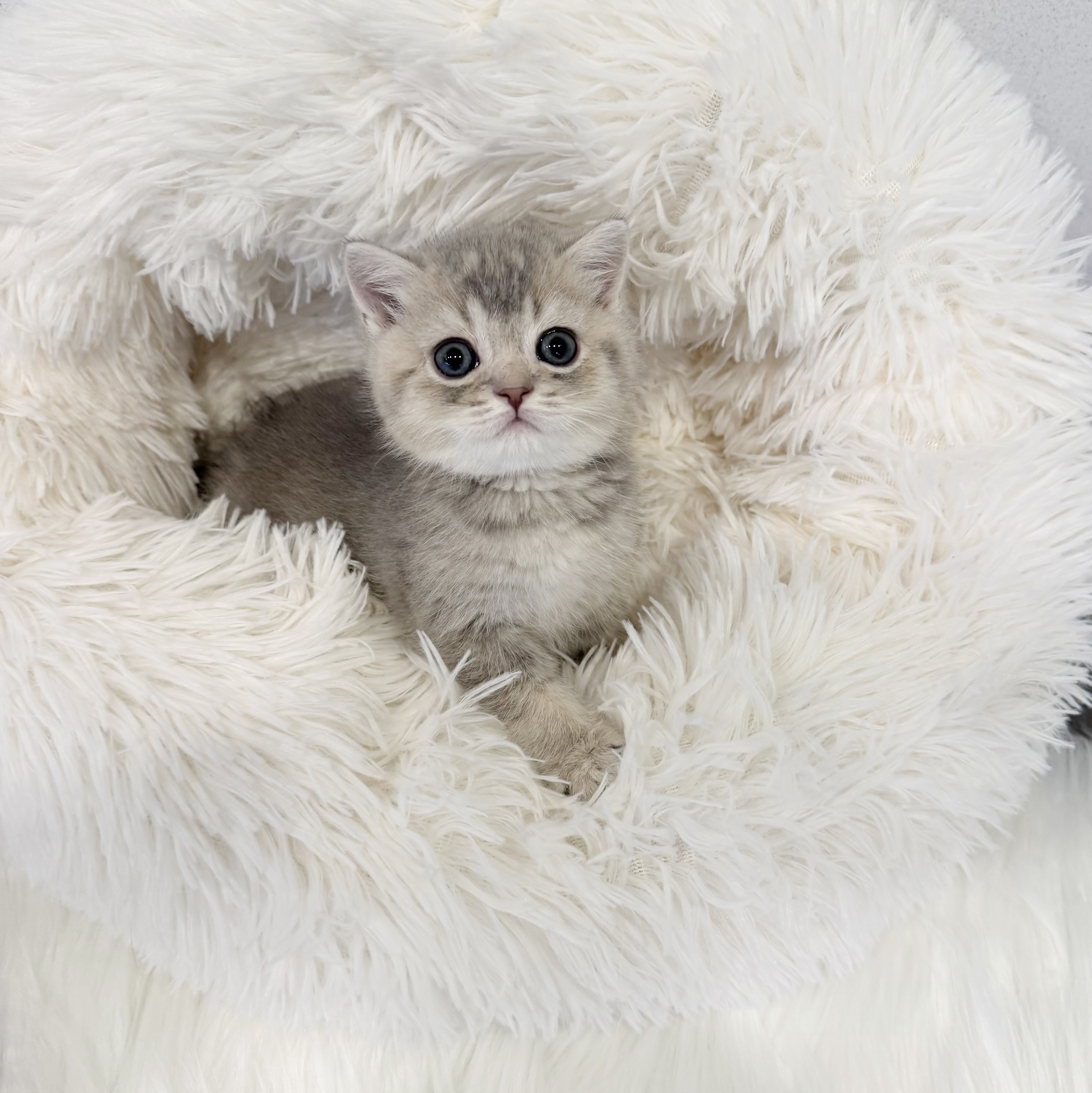 브리티쉬숏헤어분양합니다