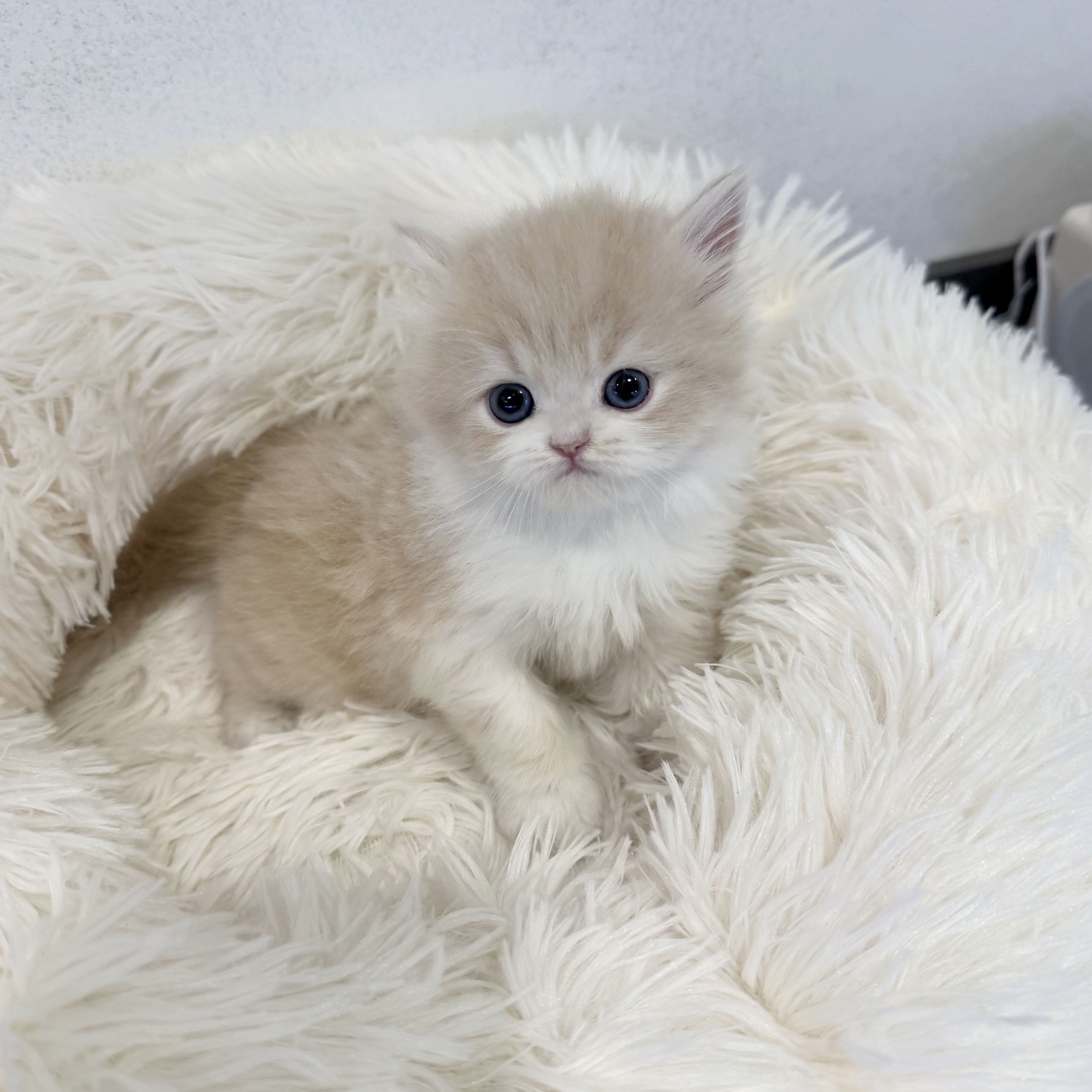 브리티쉬숏헤어분양합니다