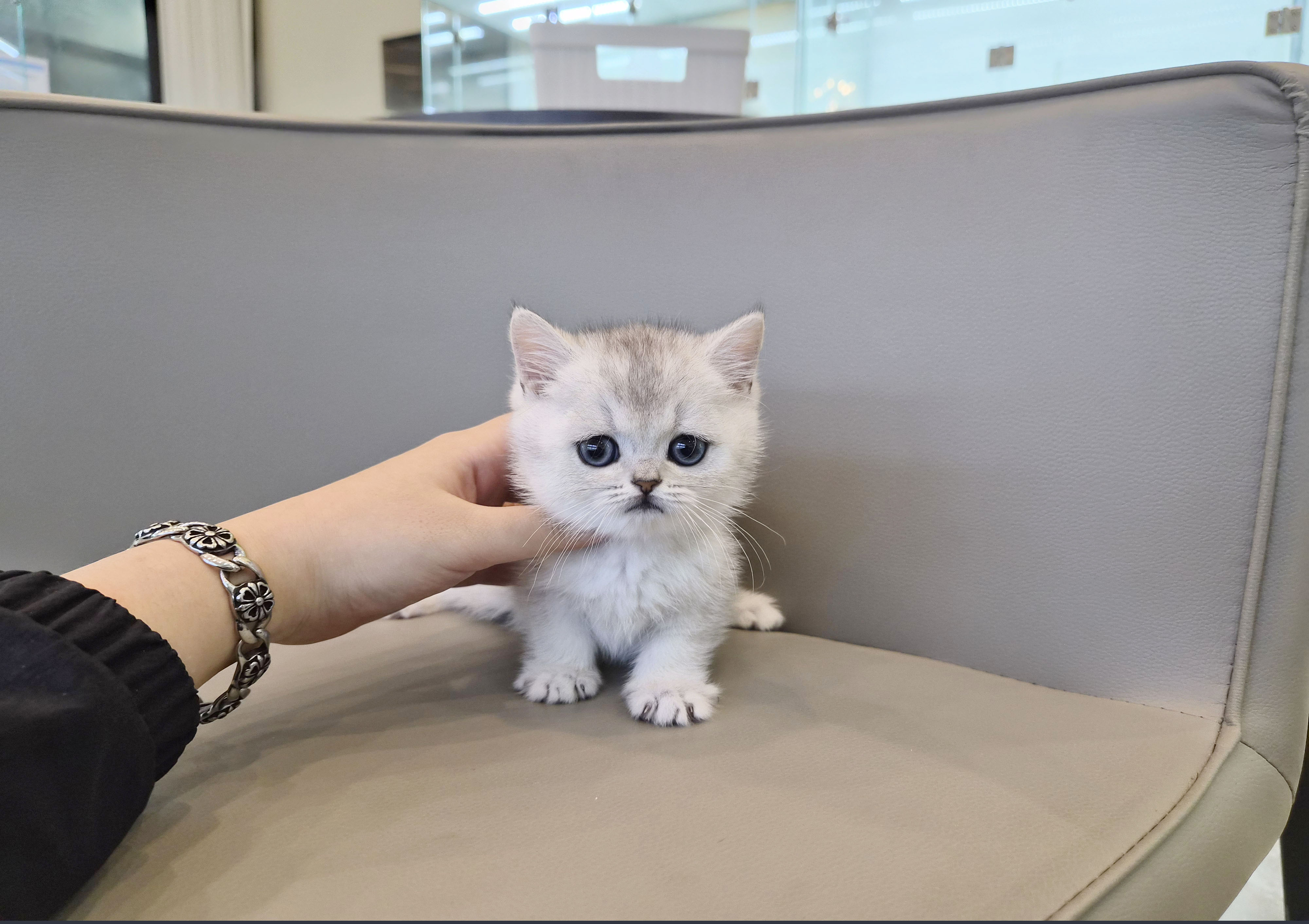 브리티쉬숏헤어분양합니다