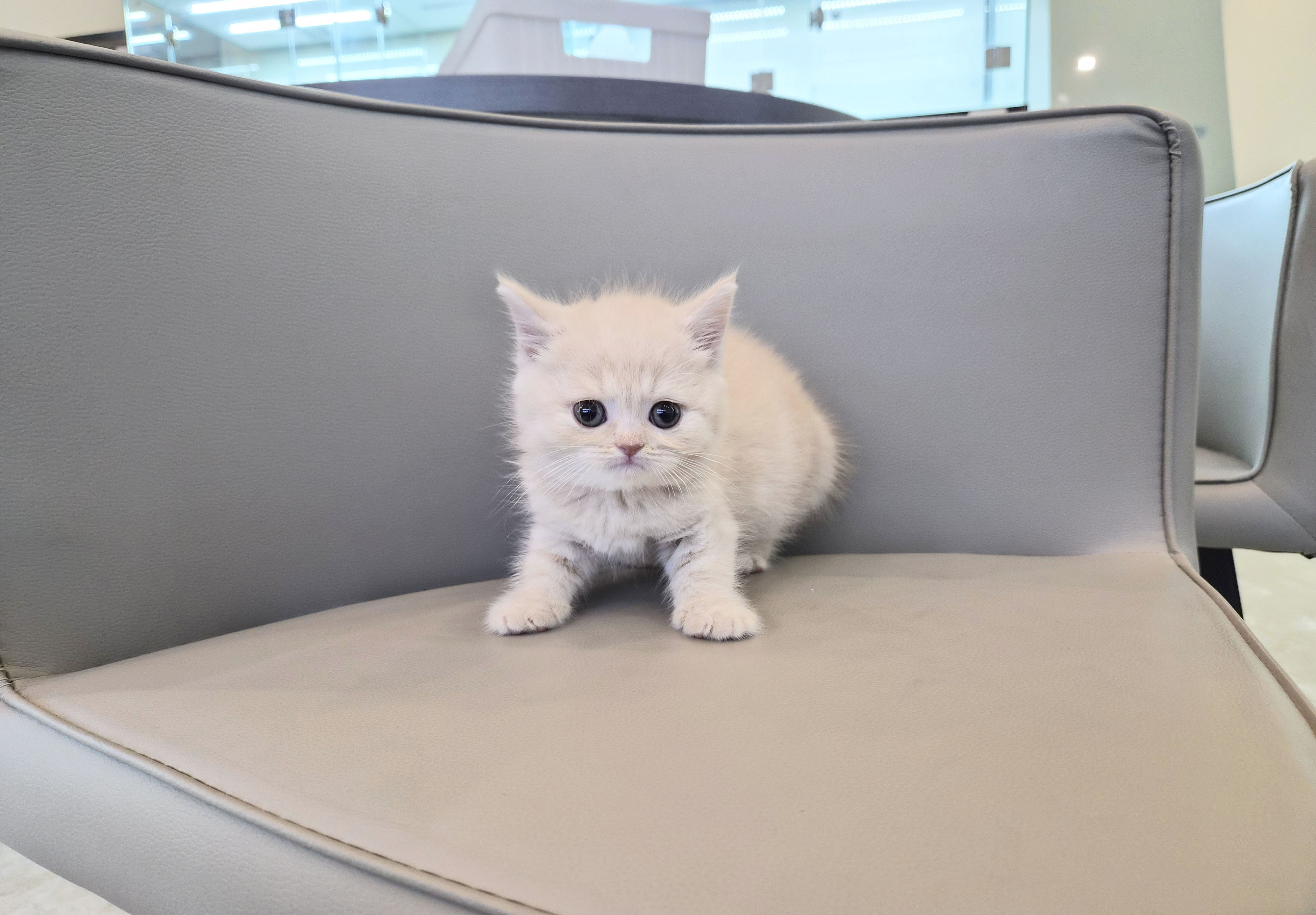 브리티쉬숏헤어분양합니다