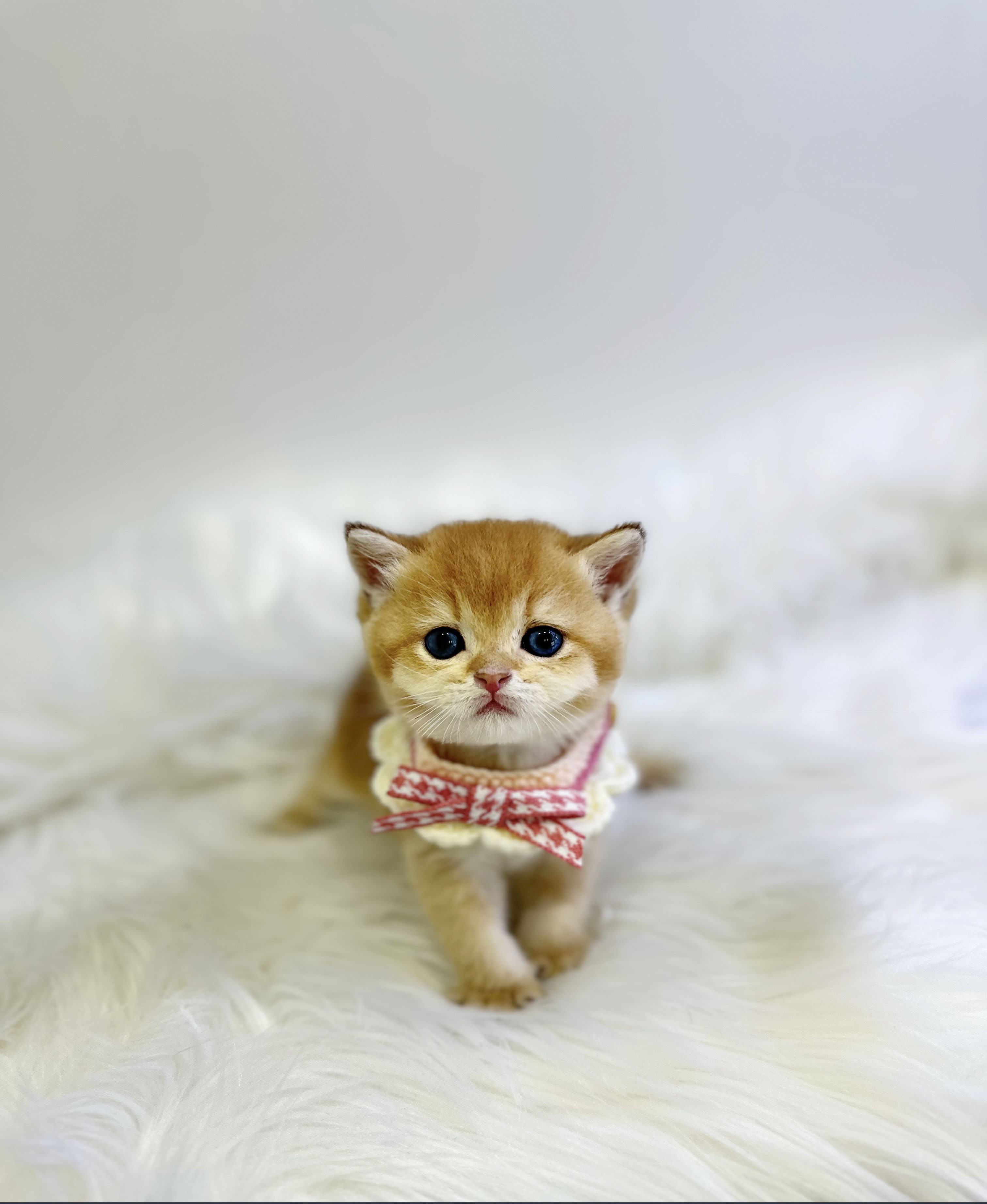 브리티쉬숏헤어분양합니다