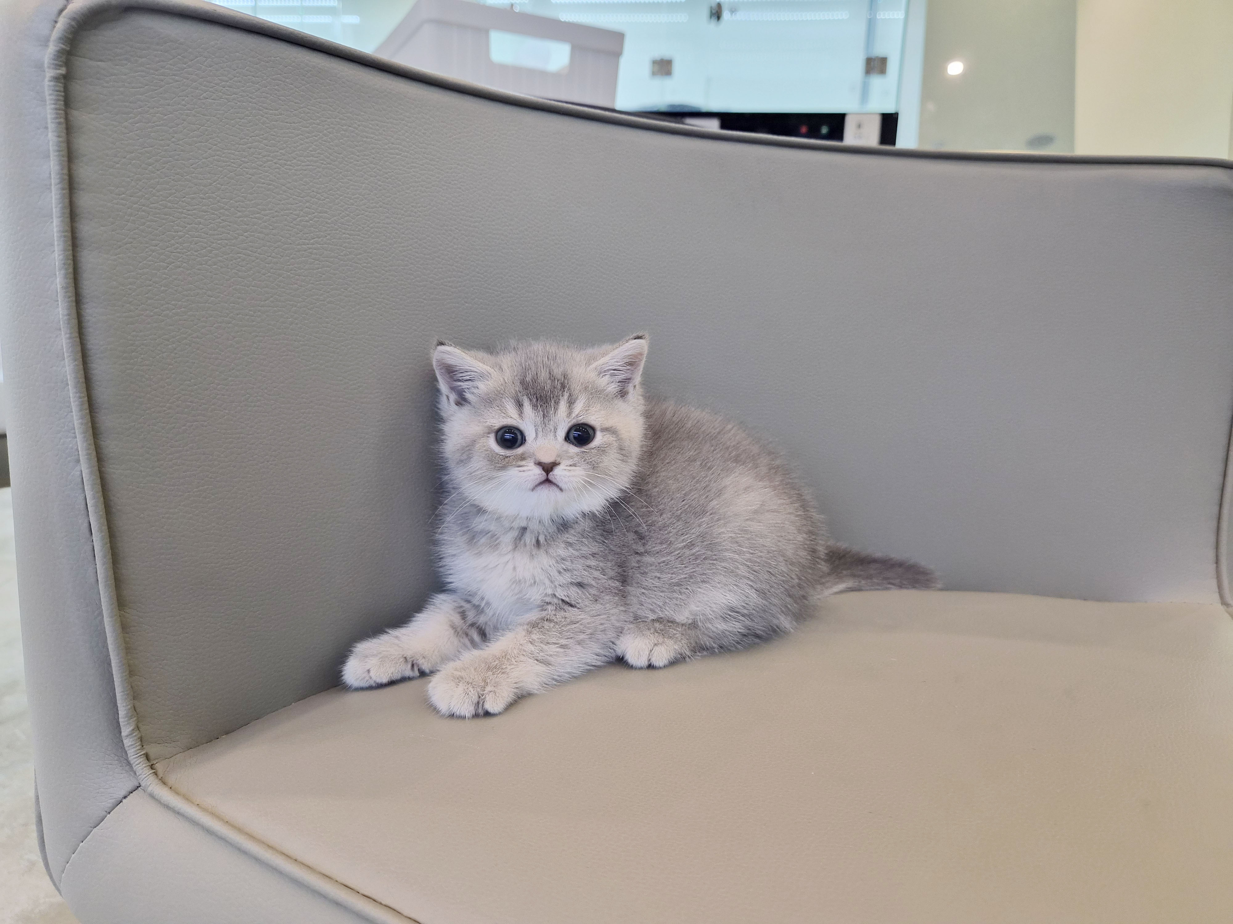 브리티쉬숏헤어분양합니다