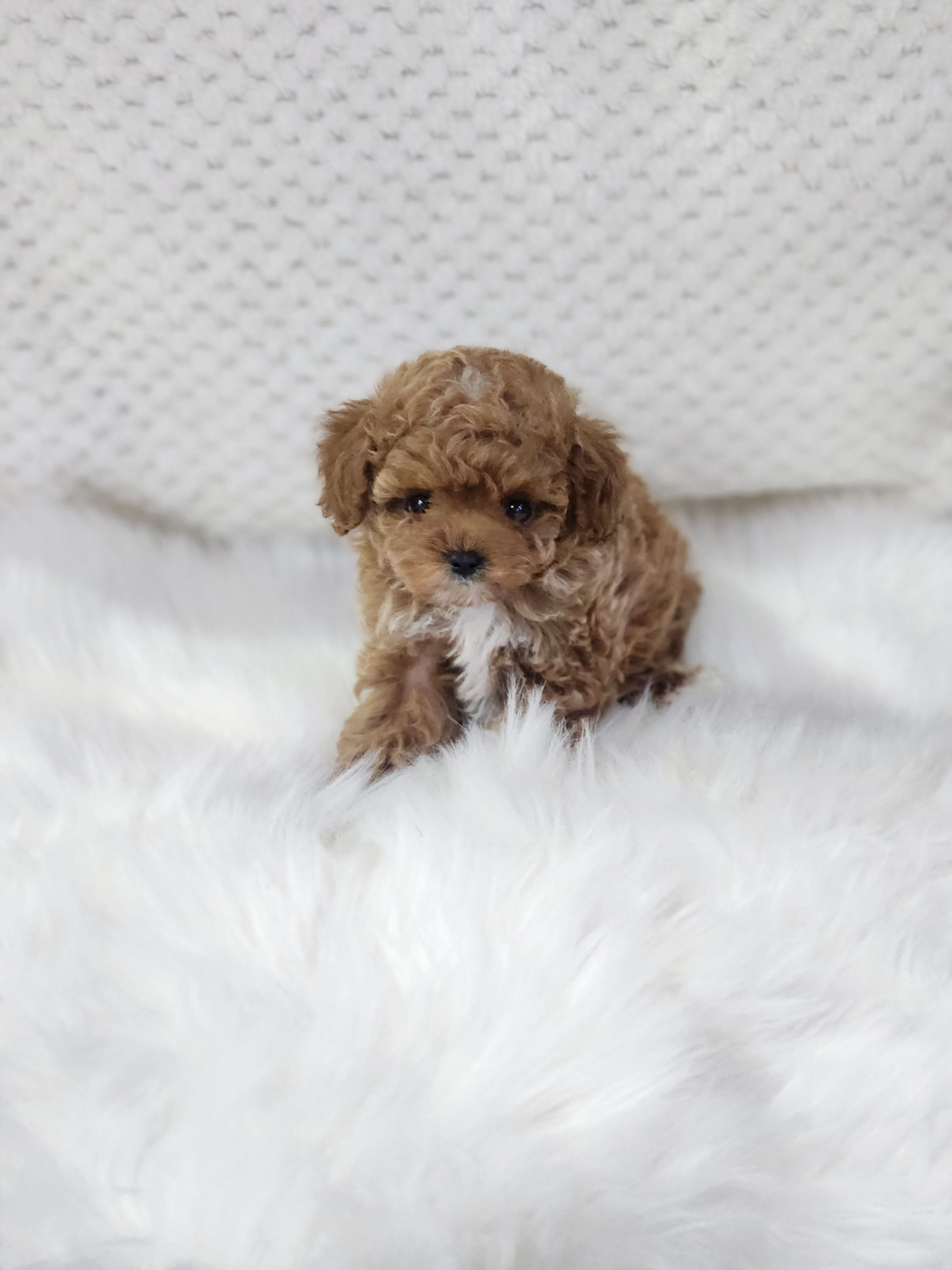 푸들 분양합니다!