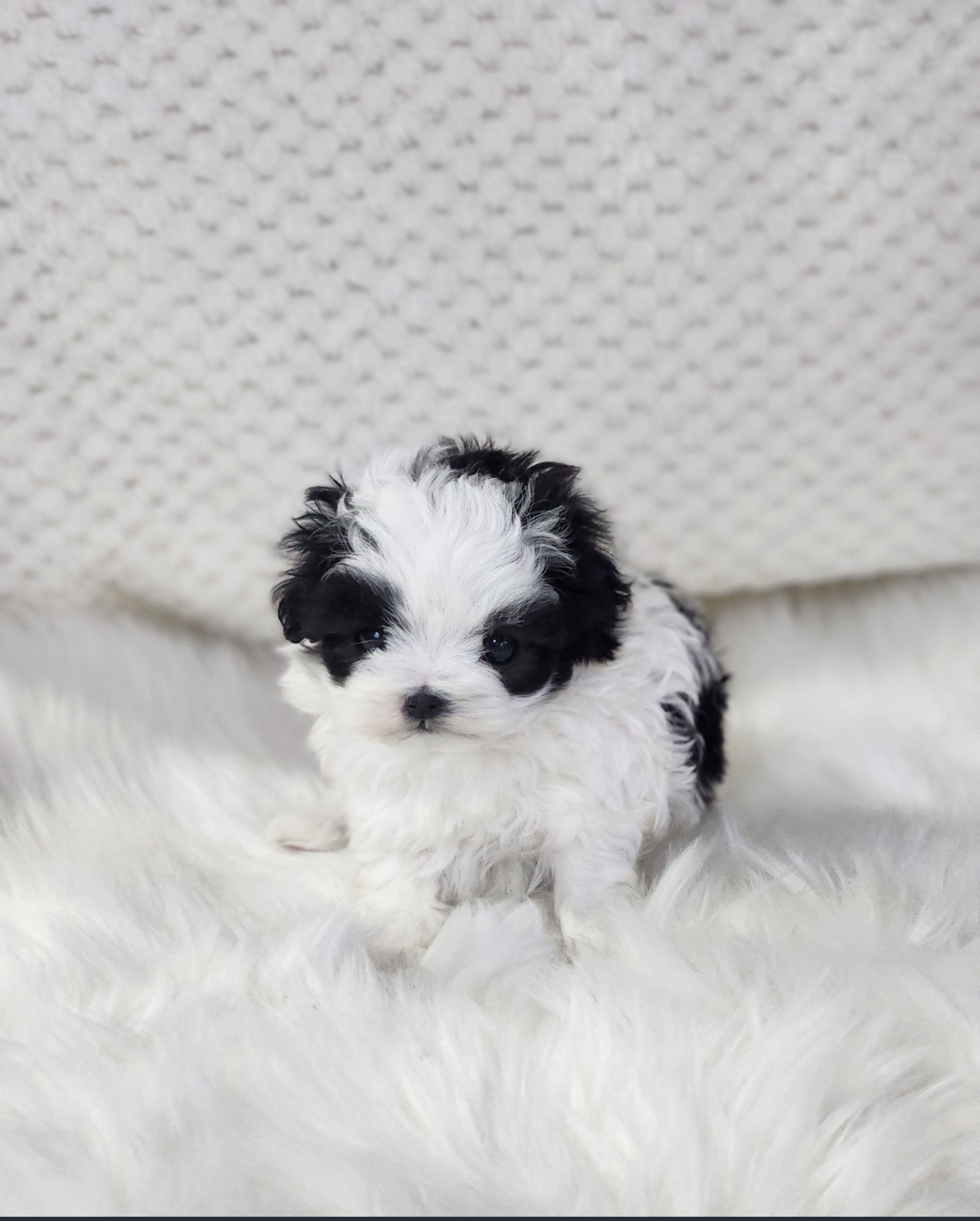 말티푸분양(10만원부터)