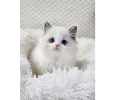 인형같은 렉돌 분양합니다!