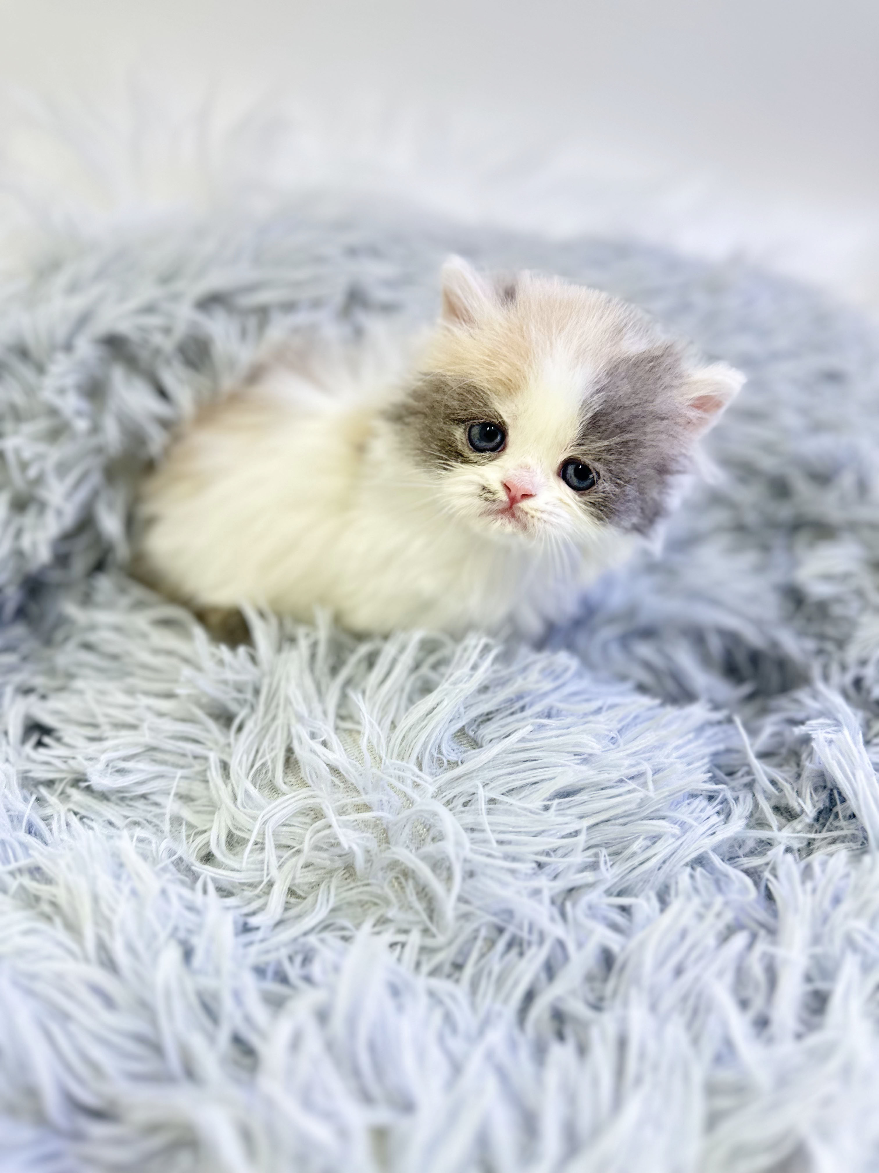 먼치킨 분양합니다