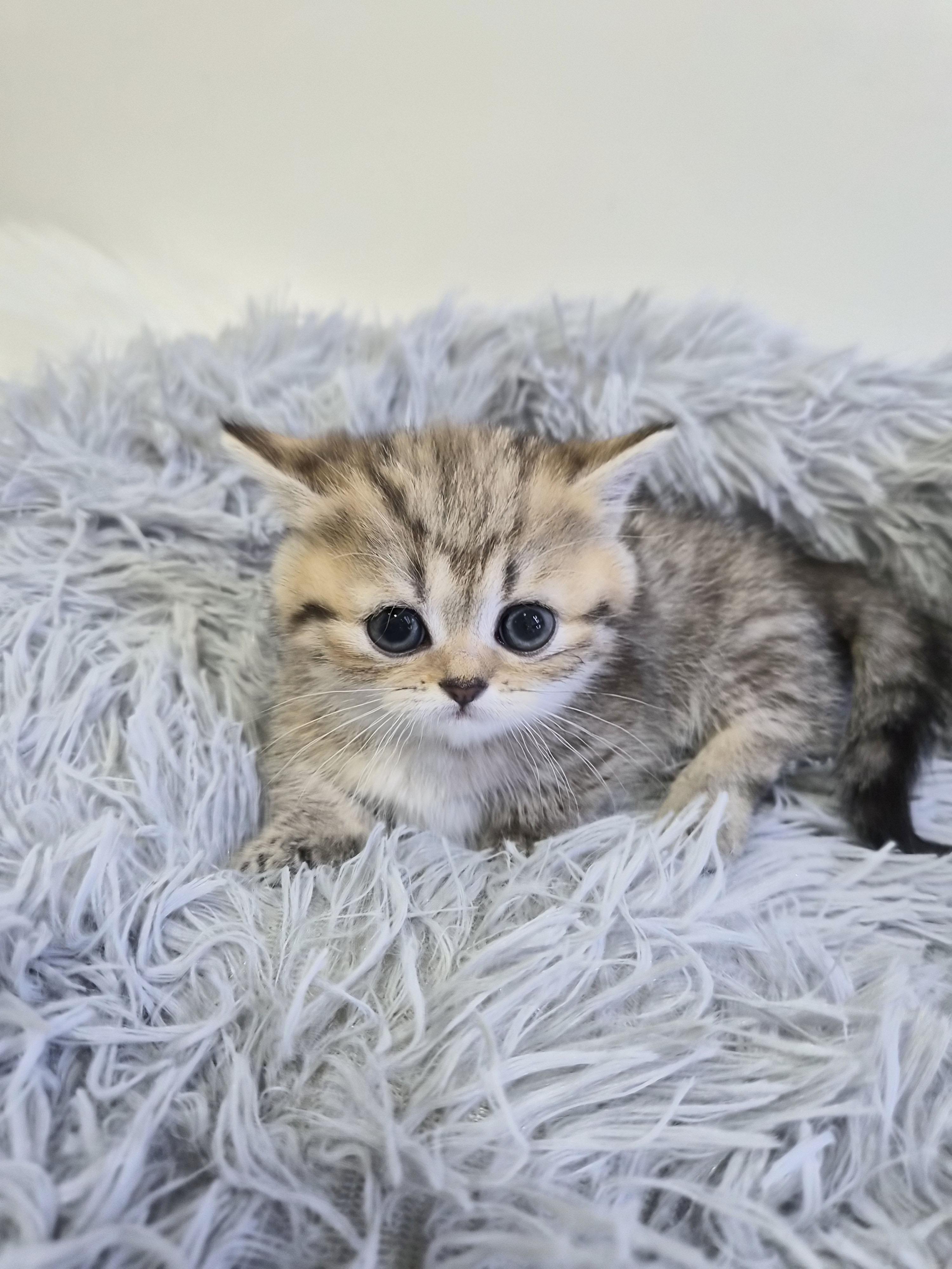 먼치킨 분양합니다!